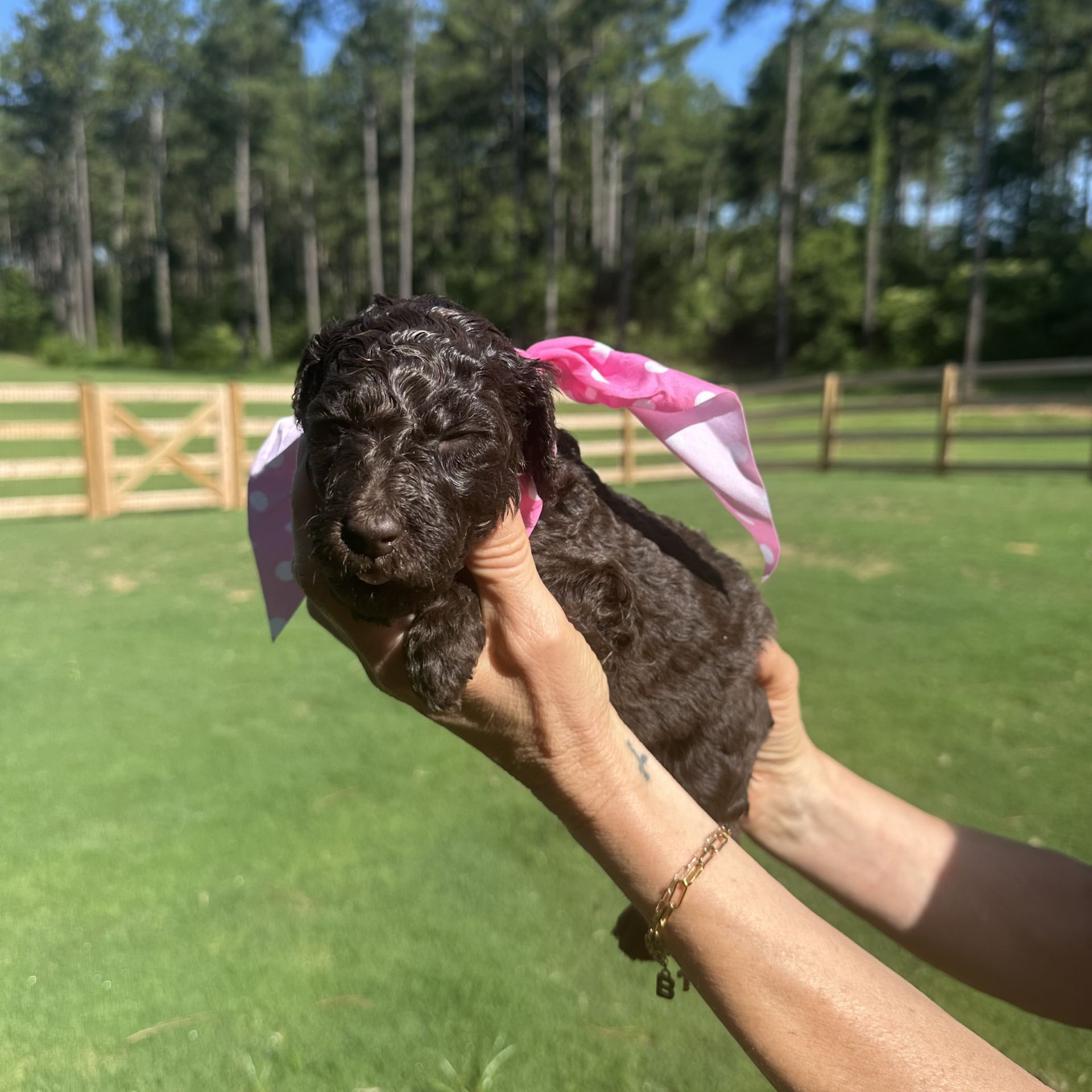 Skylar’s FEMALE medium goldendoodle MARINA