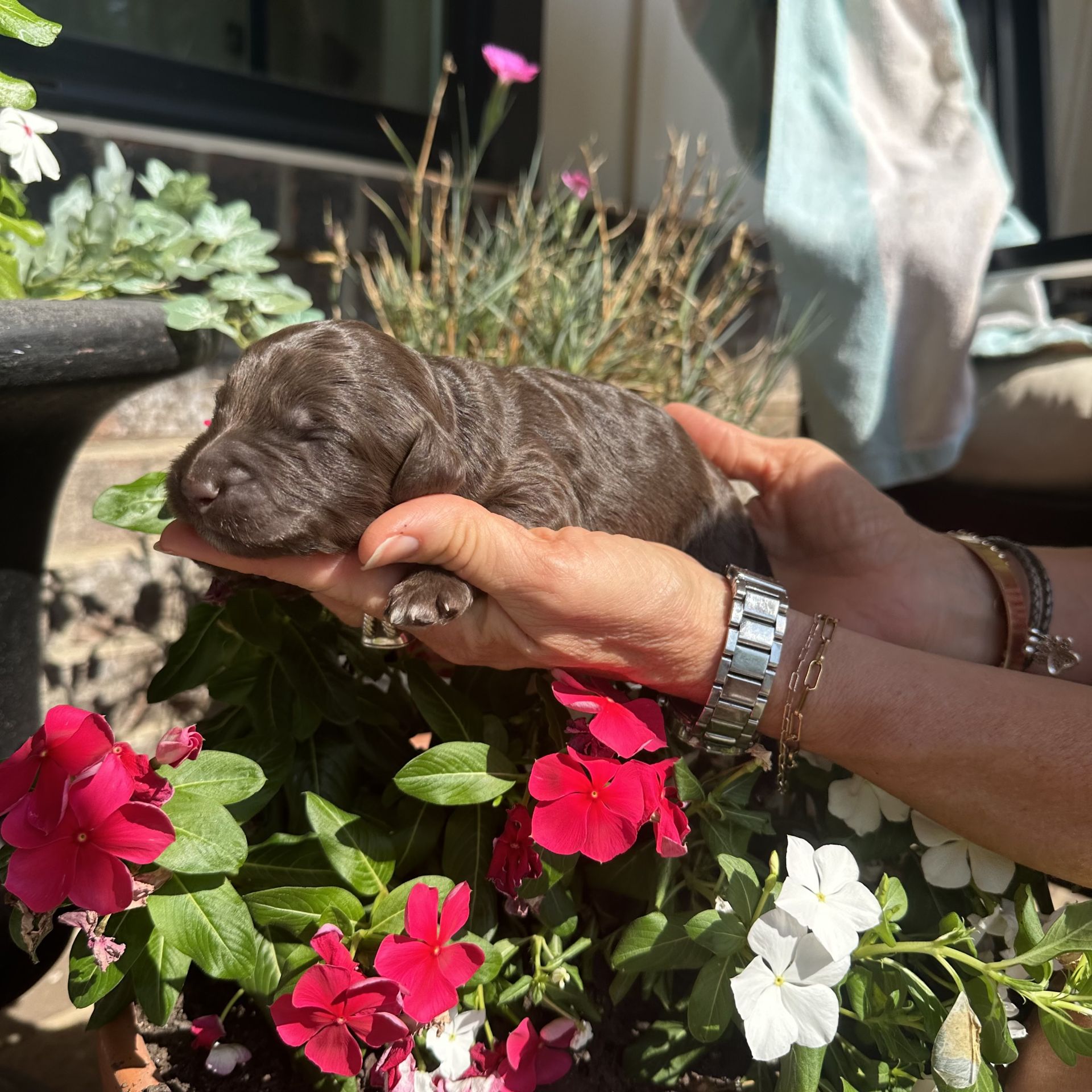 Skylar’s FEMALE medium goldendoodle MARINA