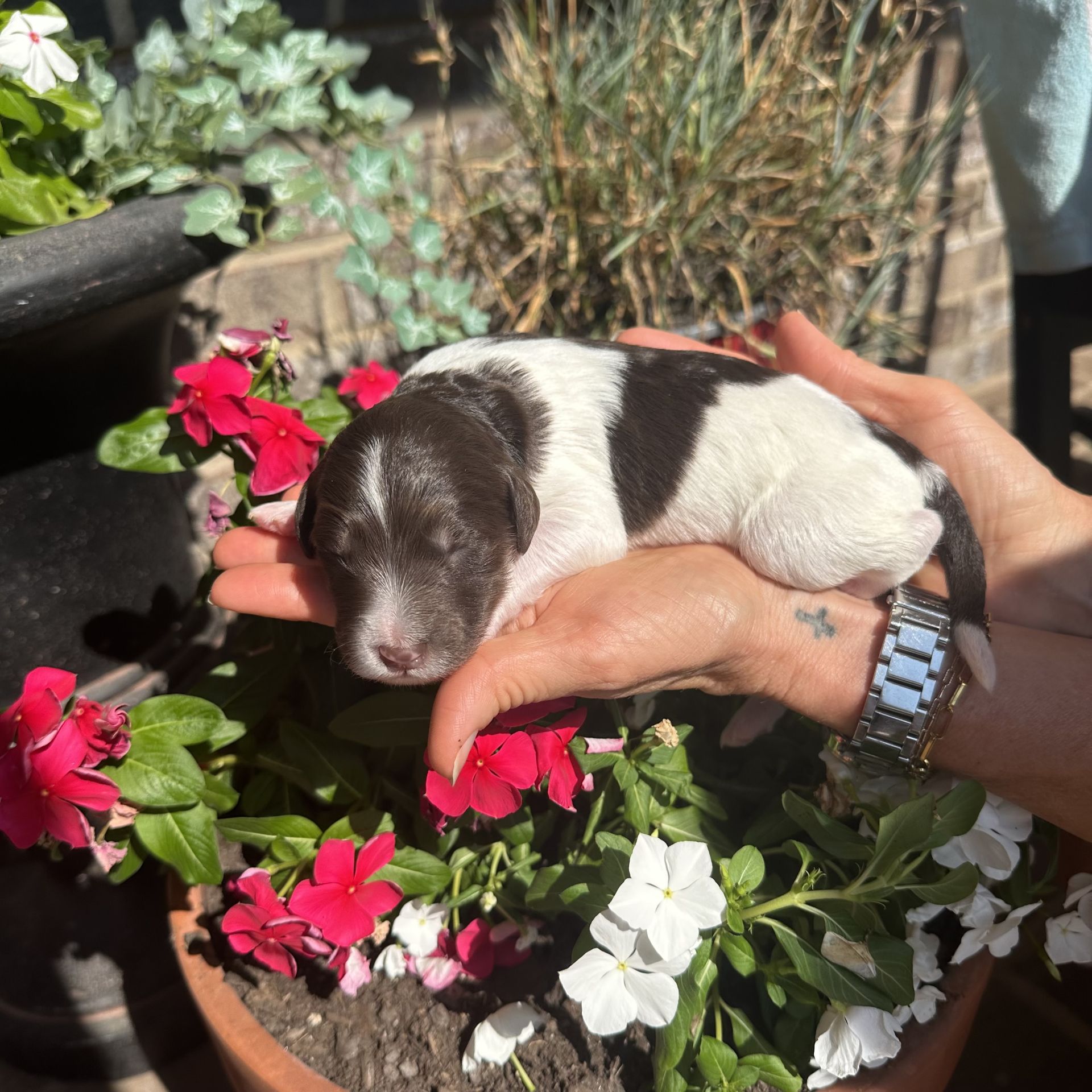 Skylar’s MALE medium goldendoodle BAY