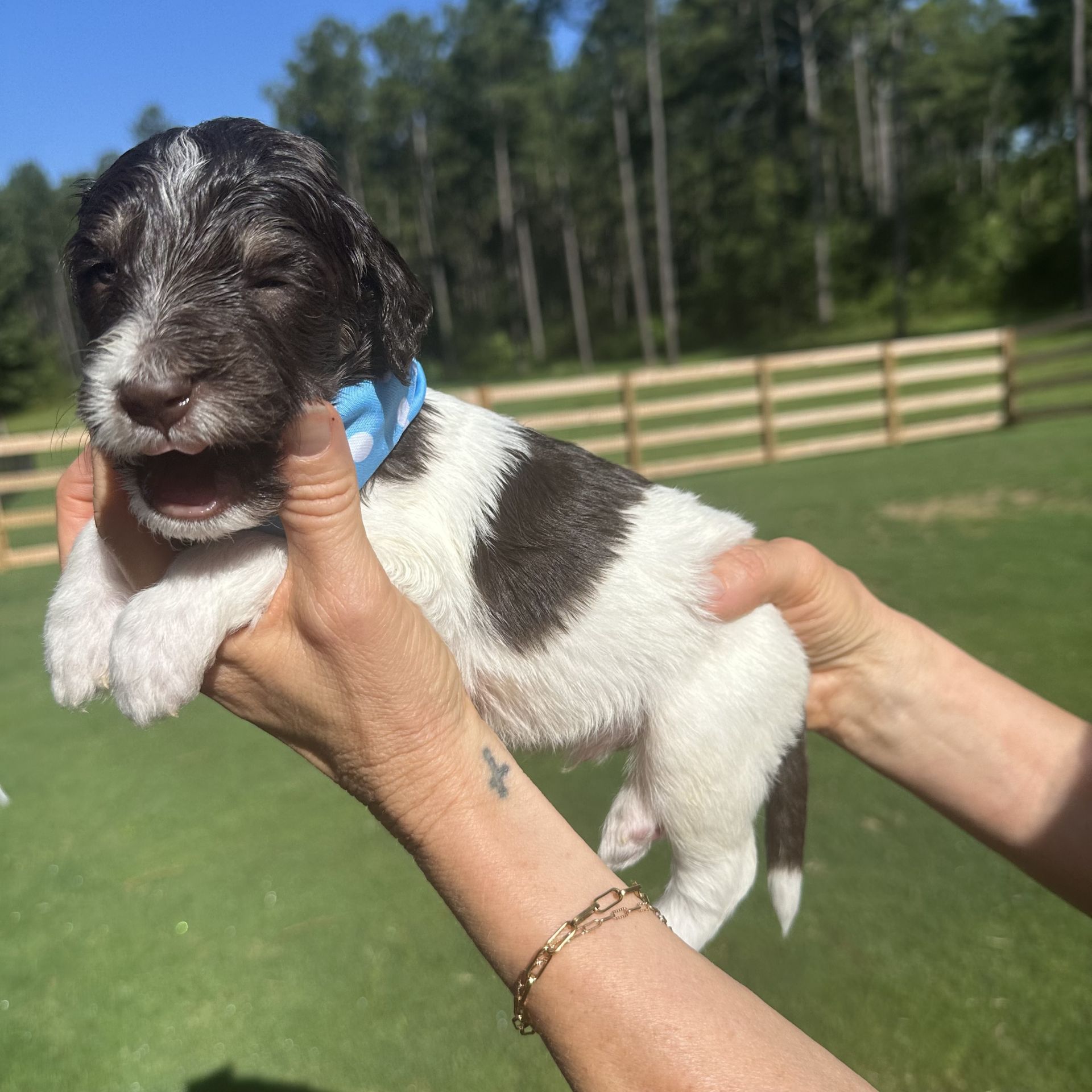 Skylar’s MALE medium goldendoodle BAY