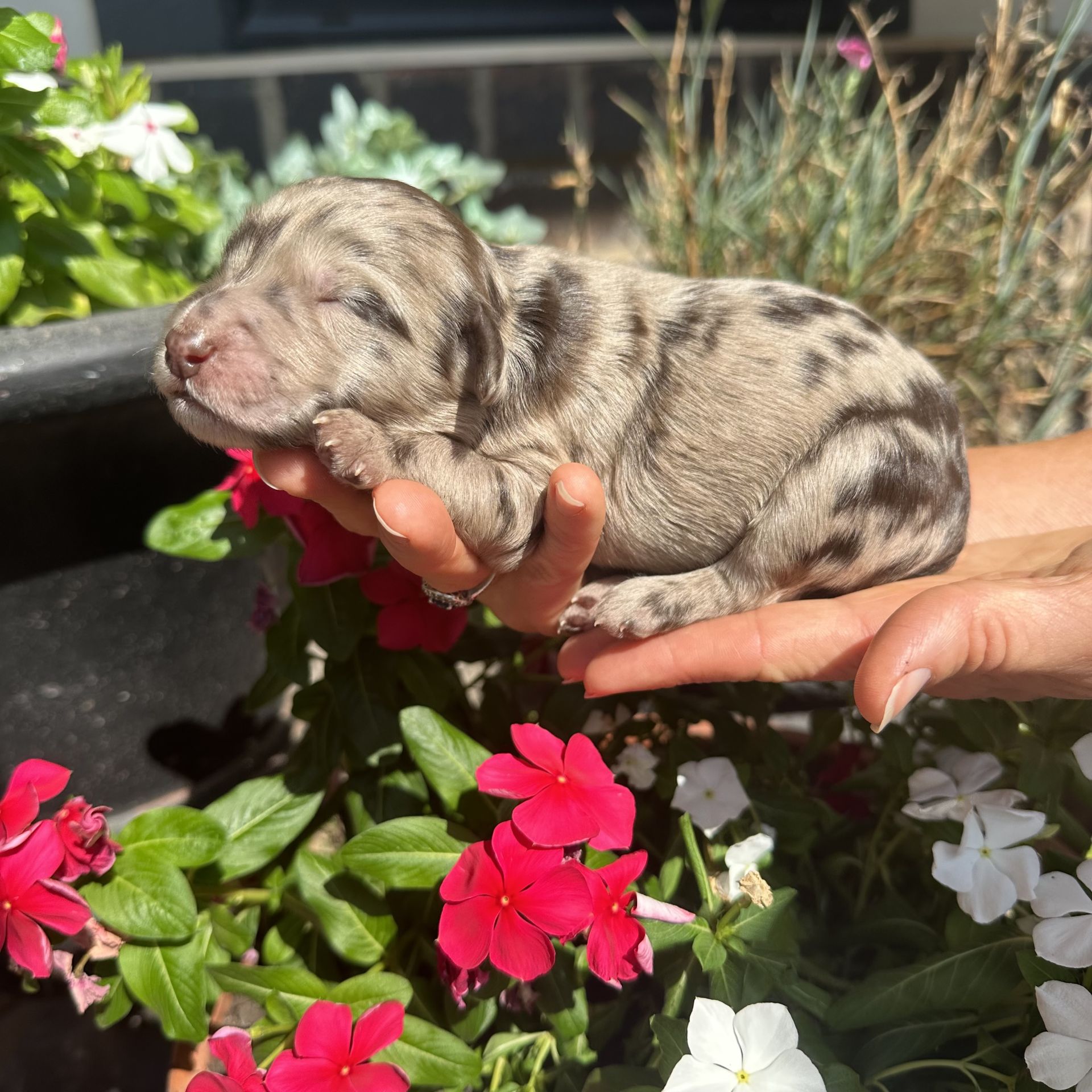 Skylar’s FEMALE medium goldendoodle PEARL