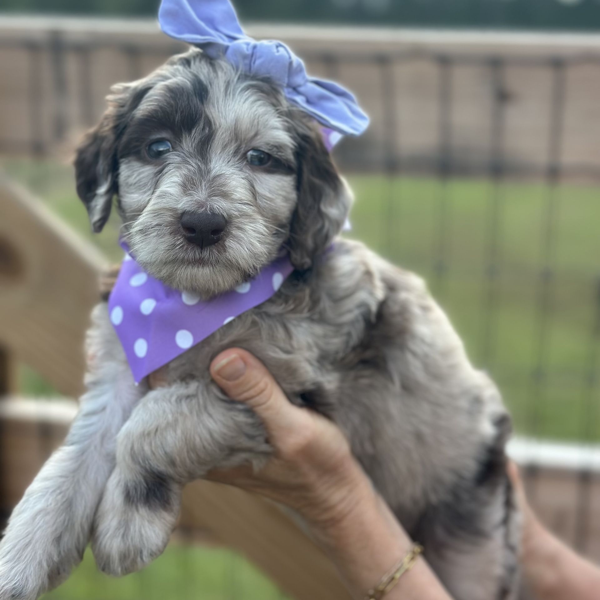 Skylar’s FEMALE medium goldendoodle PEARL