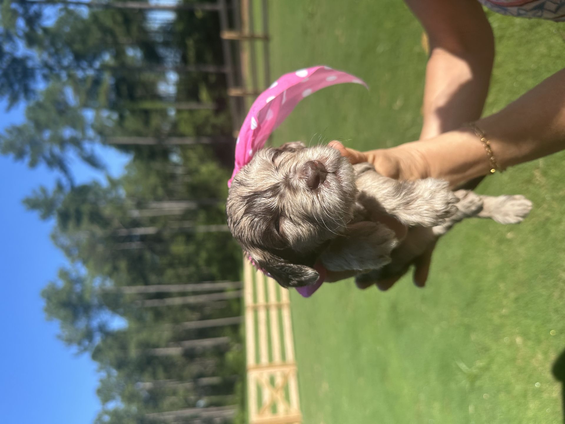 Skylar’s FEMALE medium goldendoodle PEARL
