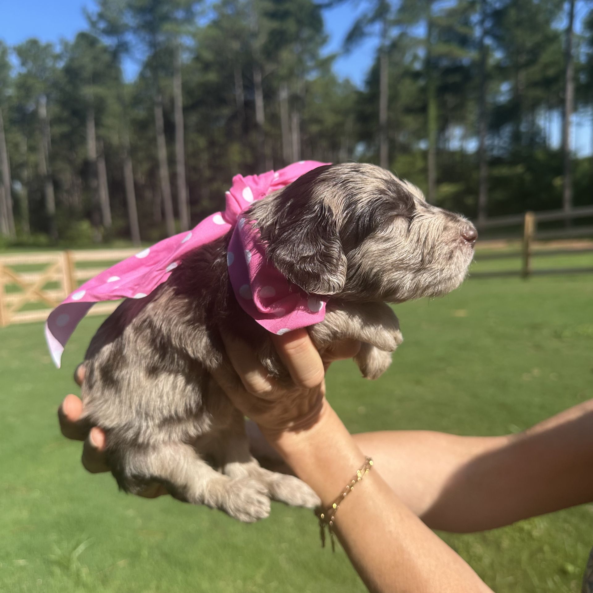 Skylar’s FEMALE medium goldendoodle PEARL