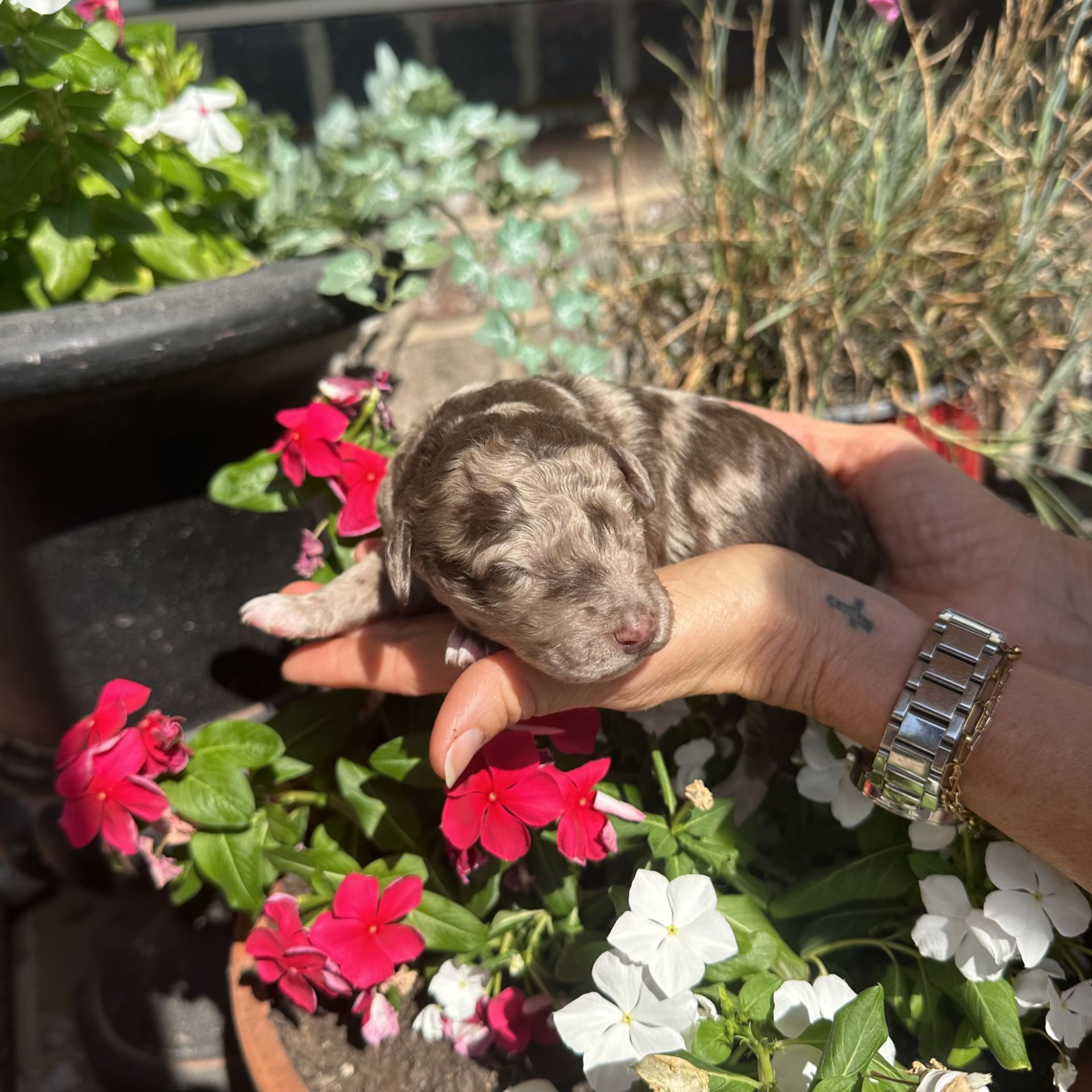 Skylar’s MALE medium goldendoodle TIDE