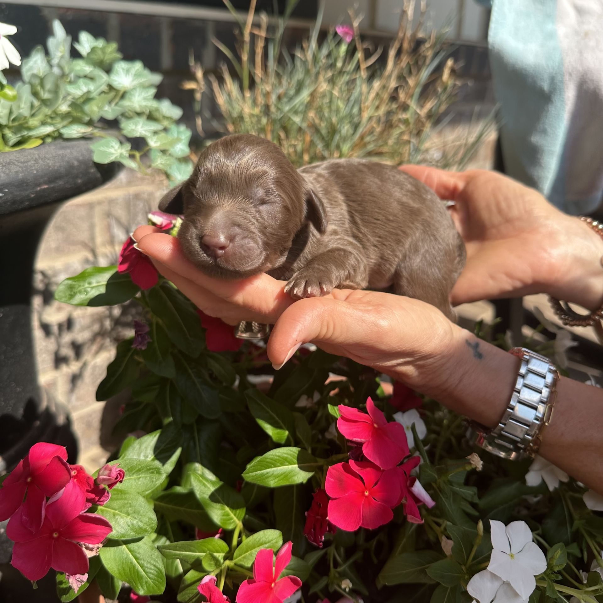 Skylar’s MALE medium goldendoodle REEF