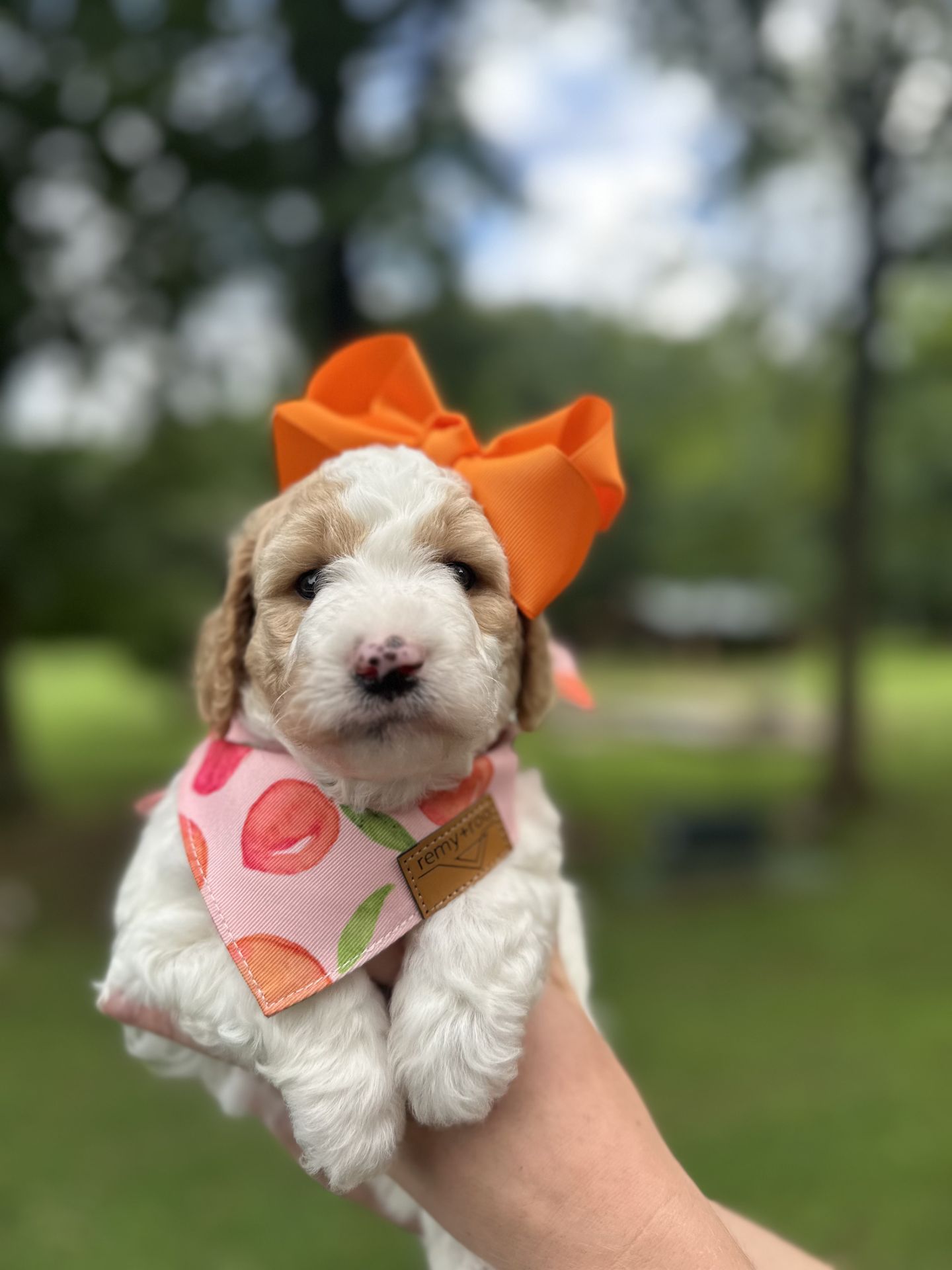 Sophie's FEMALE MINI GOLDENDOODLE CAPRI photo