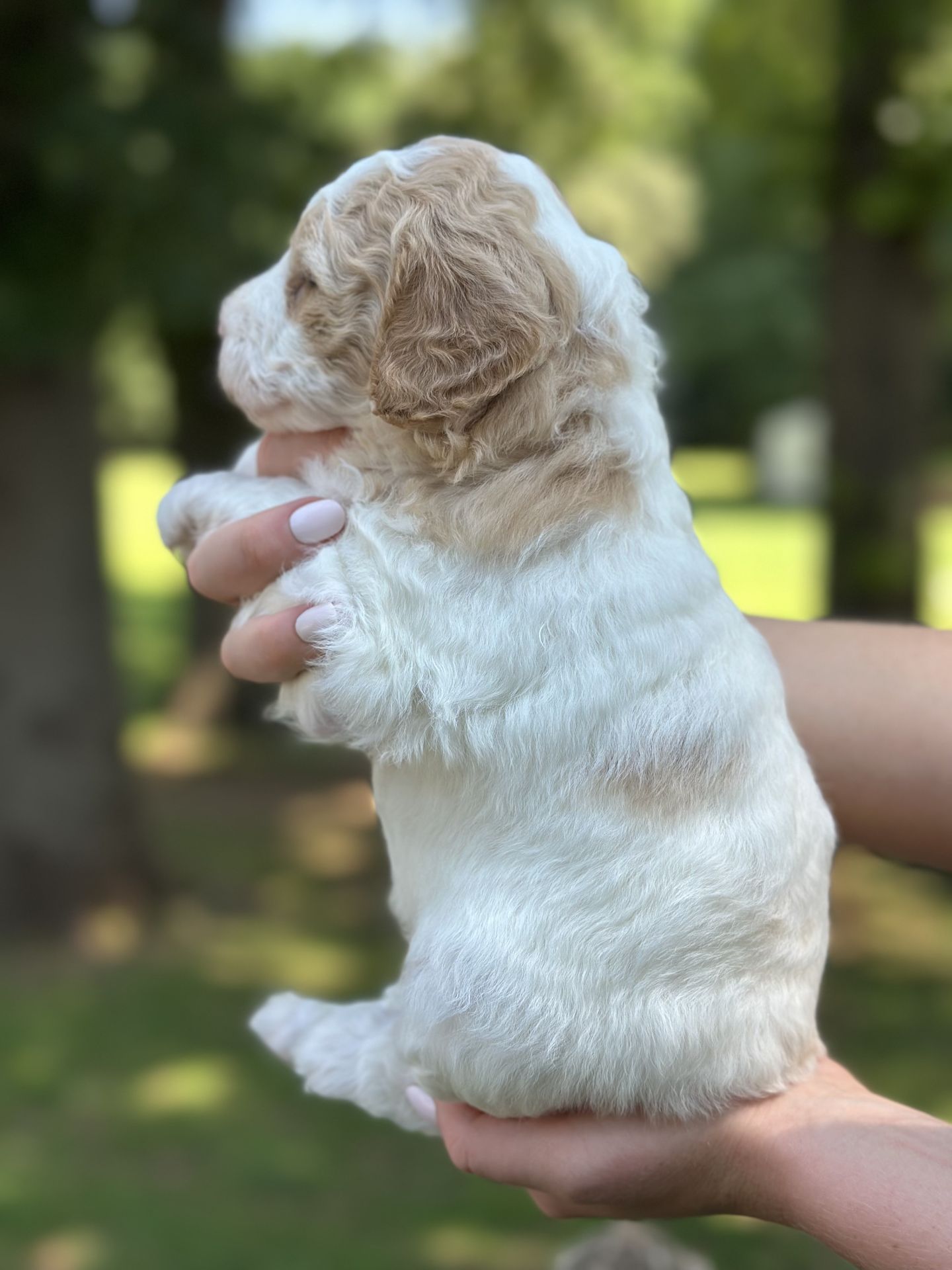 Sophie's FEMALE MINI GOLDENDOODLE CAPRI photo