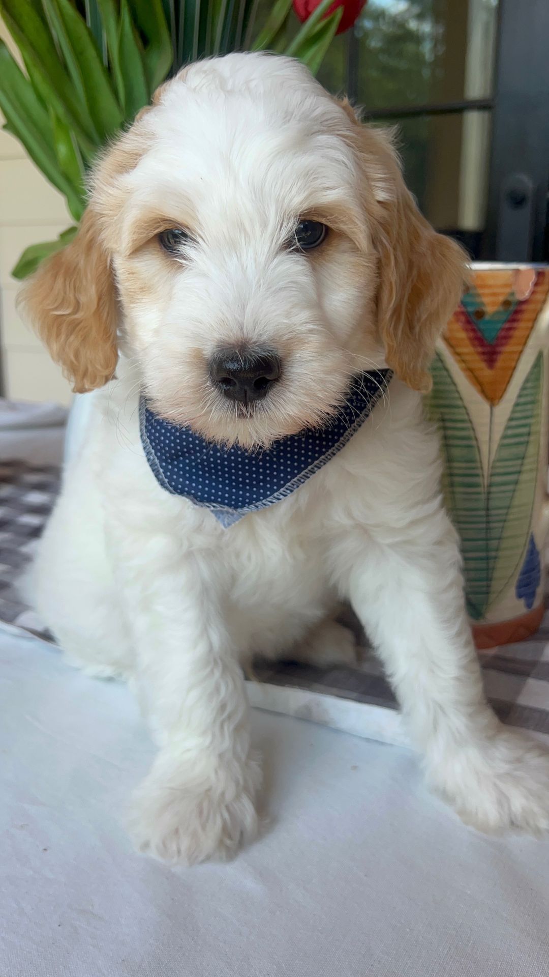 Sophie's MALE MINI GOLDENDOODLE COVE