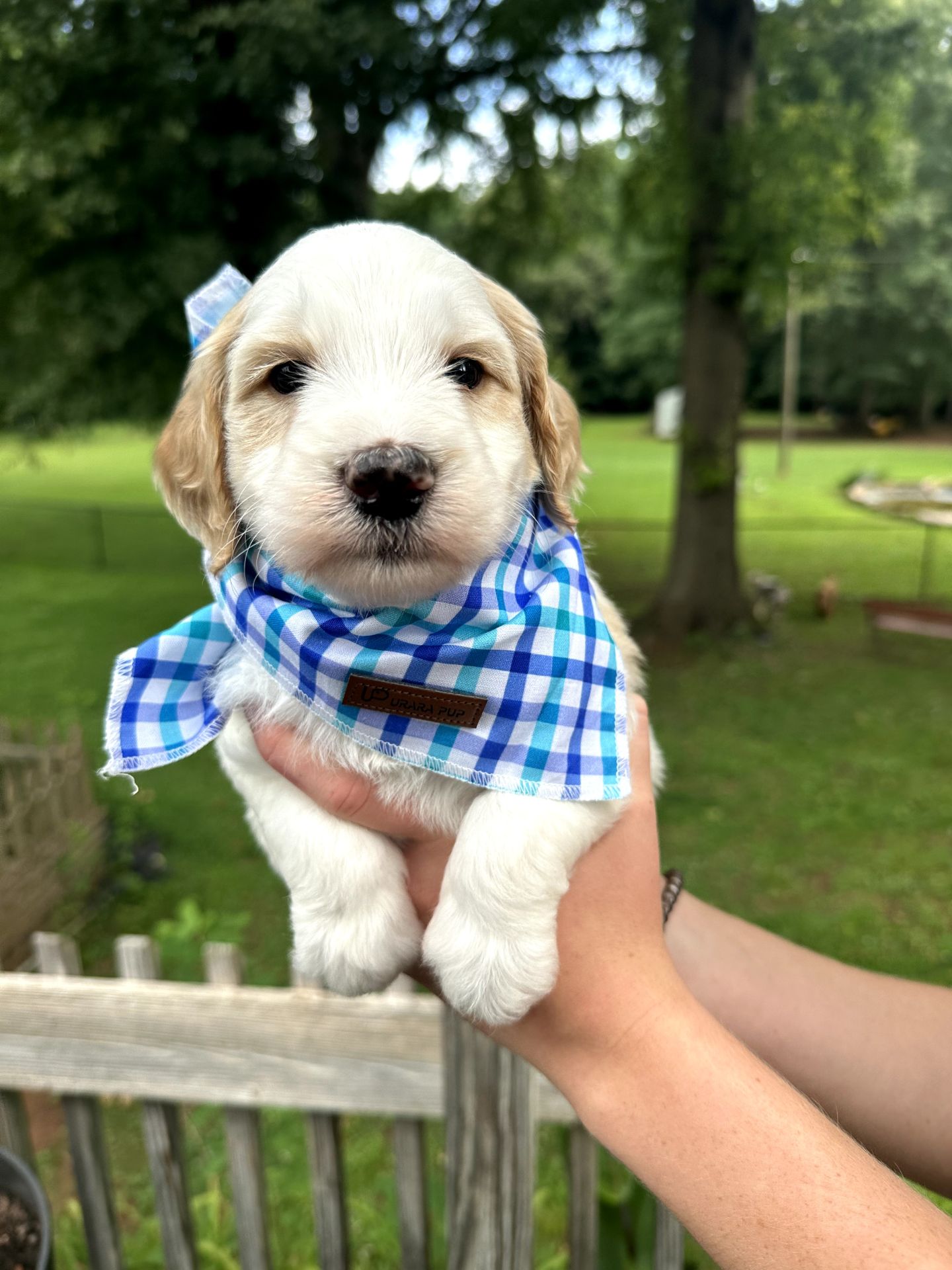 Sophie's MALE MINI GOLDENDOODLE COVE