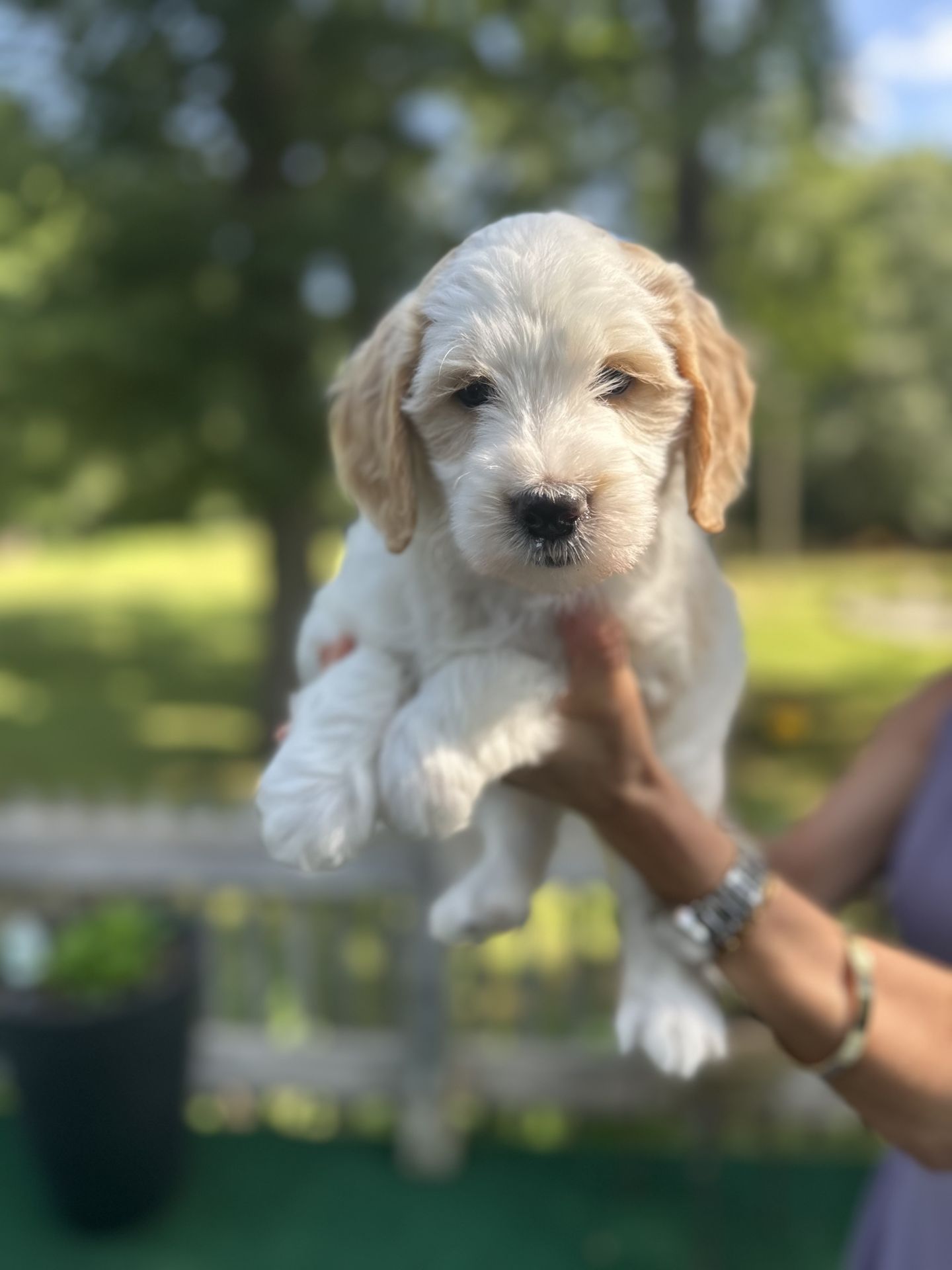 Sophie's MALE MINI GOLDENDOODLE COVE