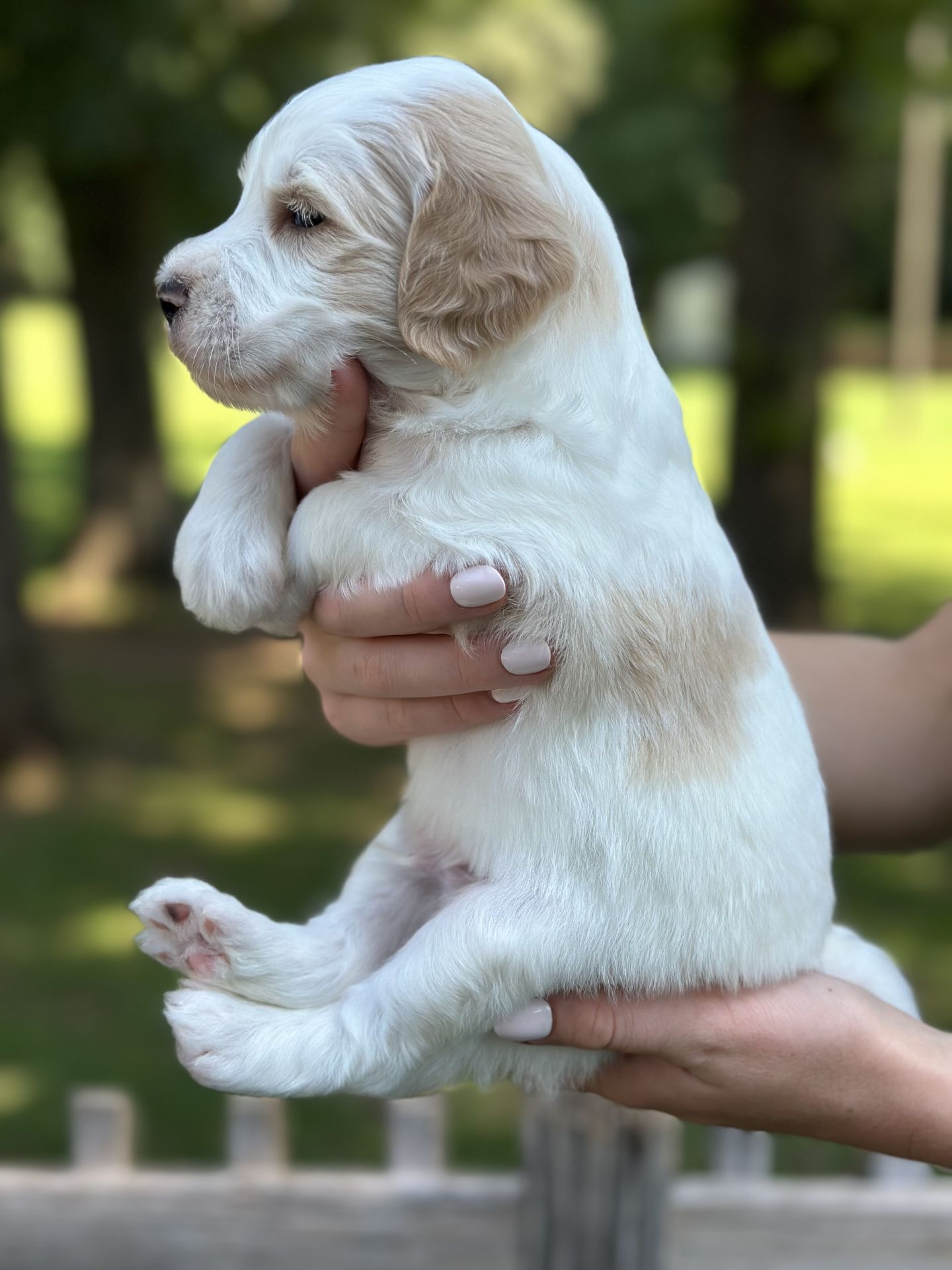 Sophie's MALE MINI GOLDENDOODLE COVE photo