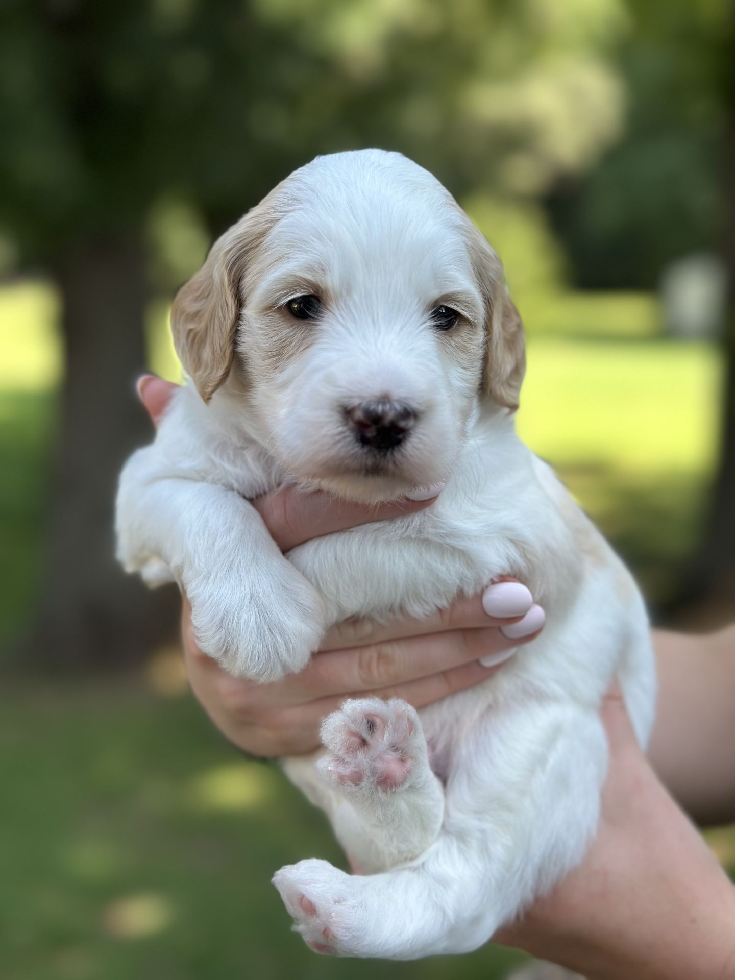 Sophie's MALE MINI GOLDENDOODLE COVE