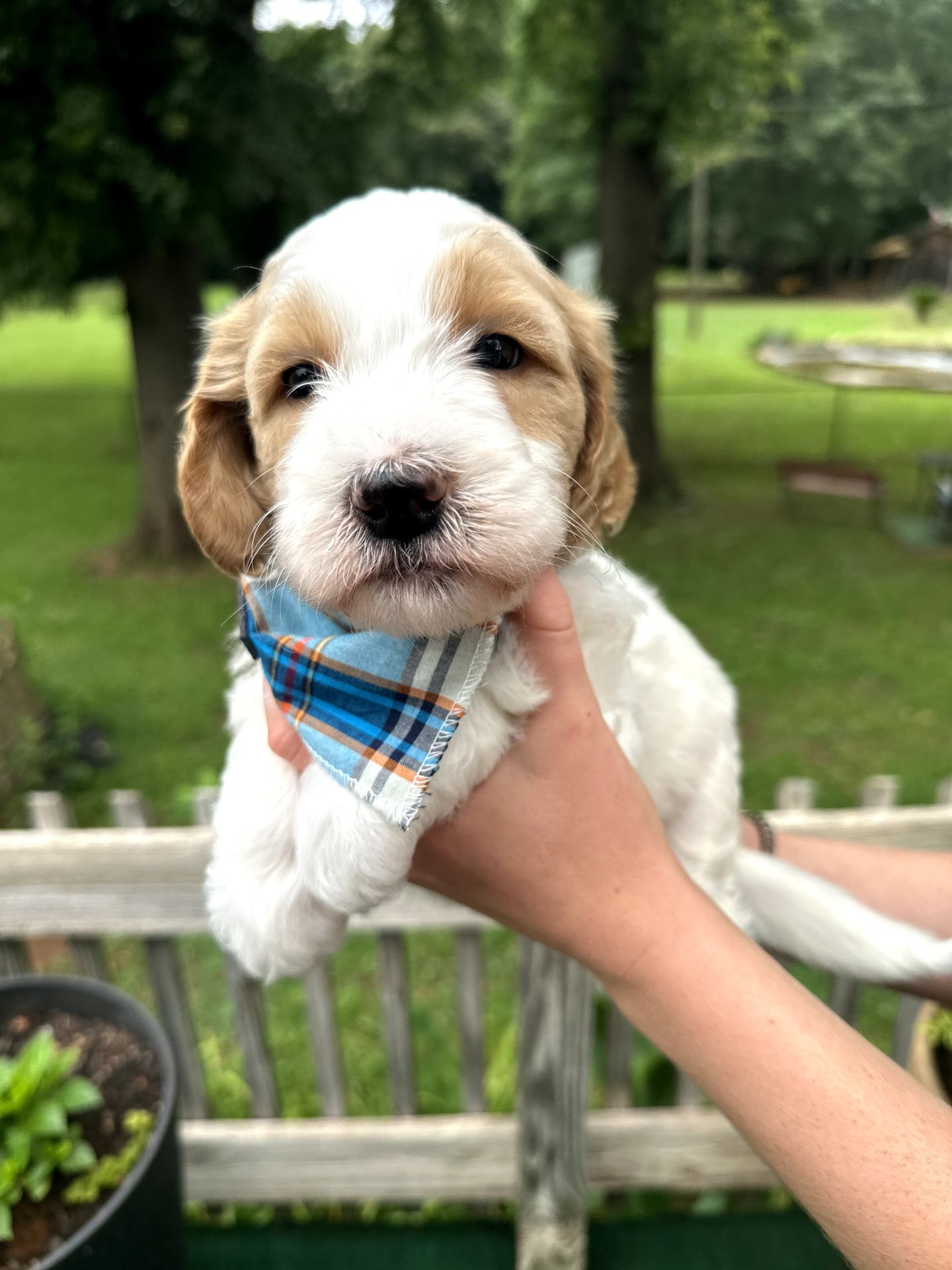 Sophie's MALE MINI GOLDENDOODLE COAST