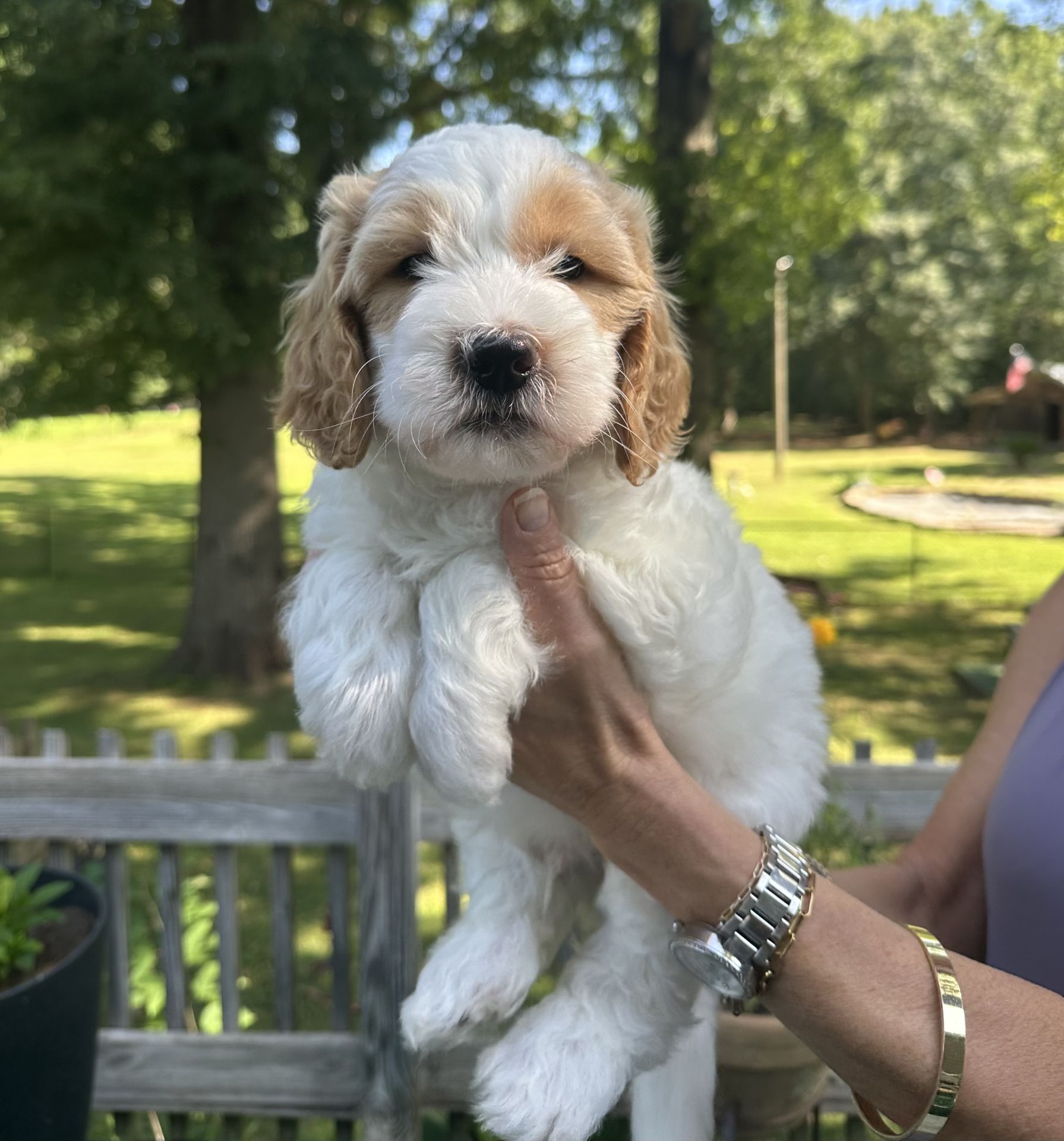Sophie's MALE MINI GOLDENDOODLE COAST