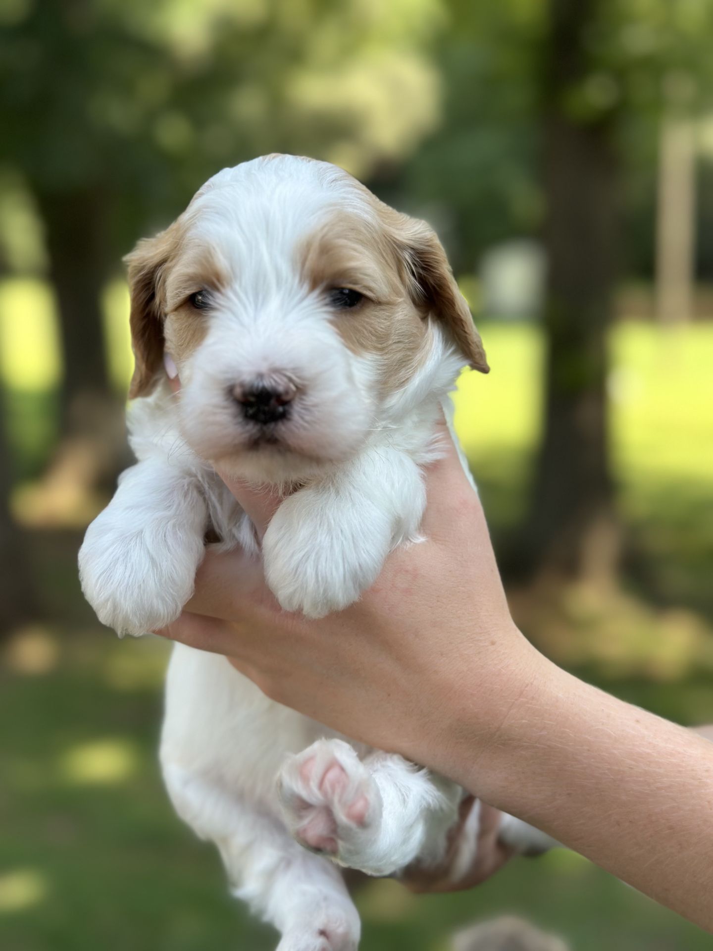 Sophie's MALE MINI GOLDENDOODLE COAST photo