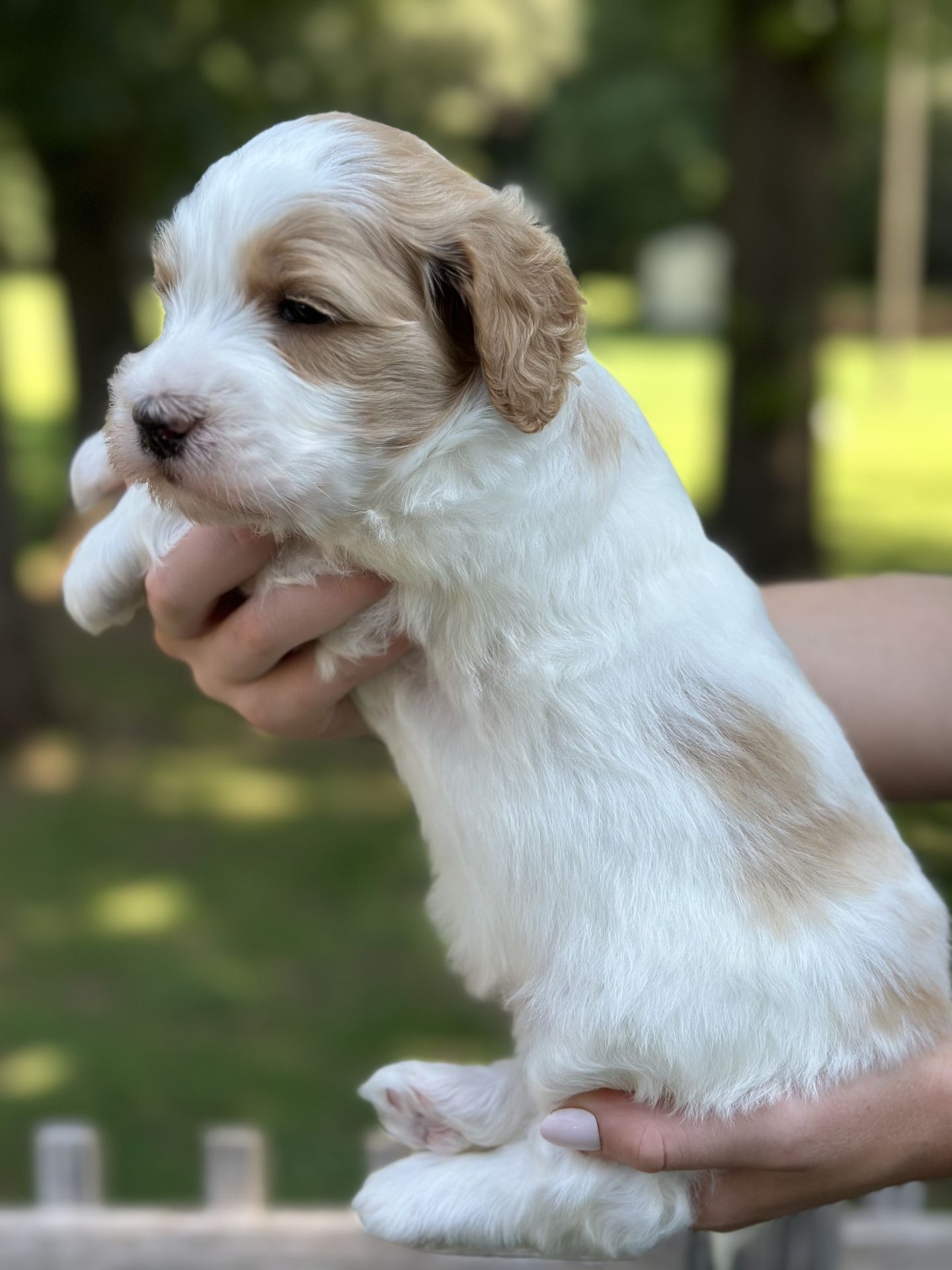 Sophie's MALE MINI GOLDENDOODLE COAST photo