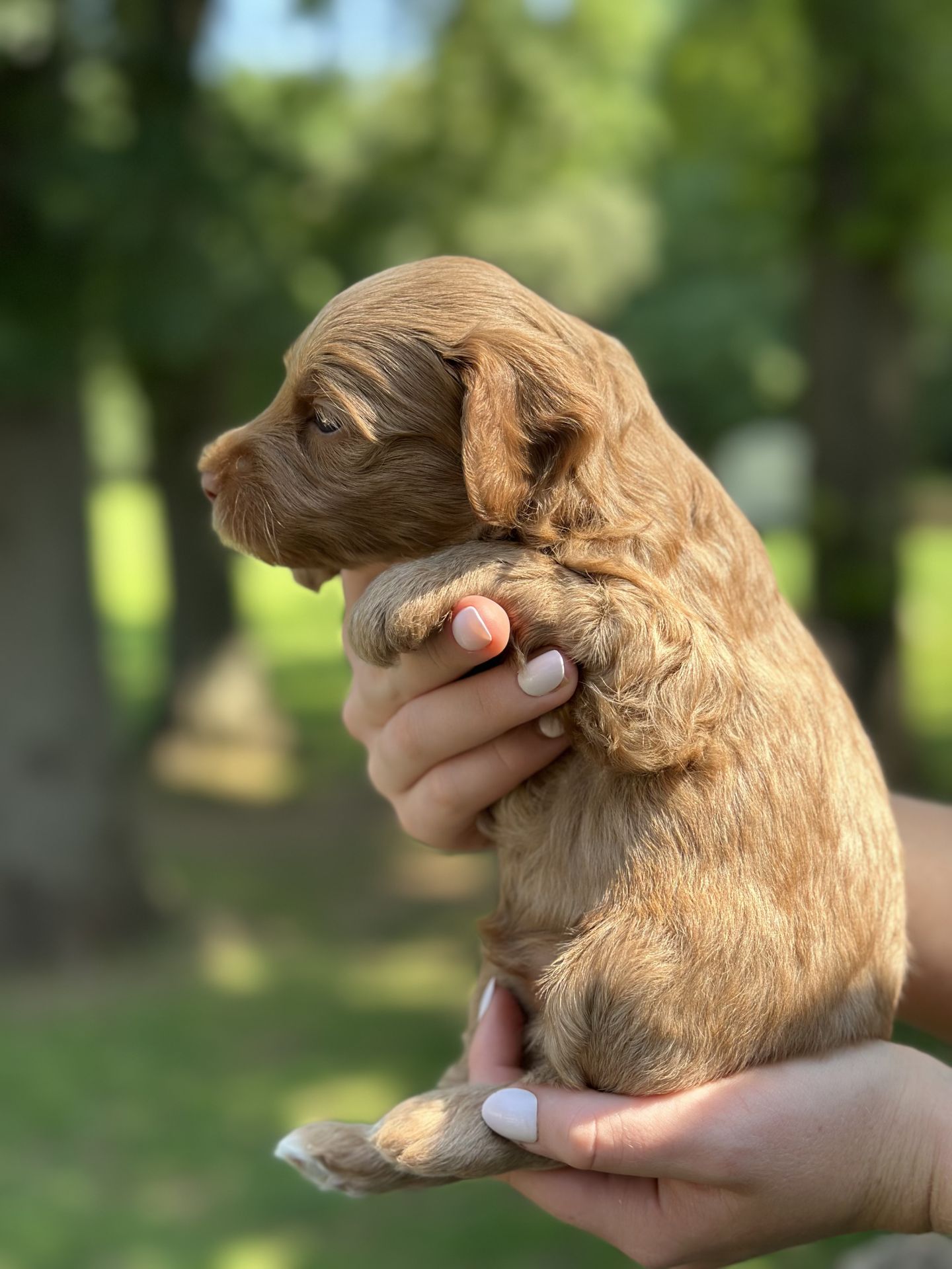 Stella's MALE MINI GOLDENDOODLE KASH photo