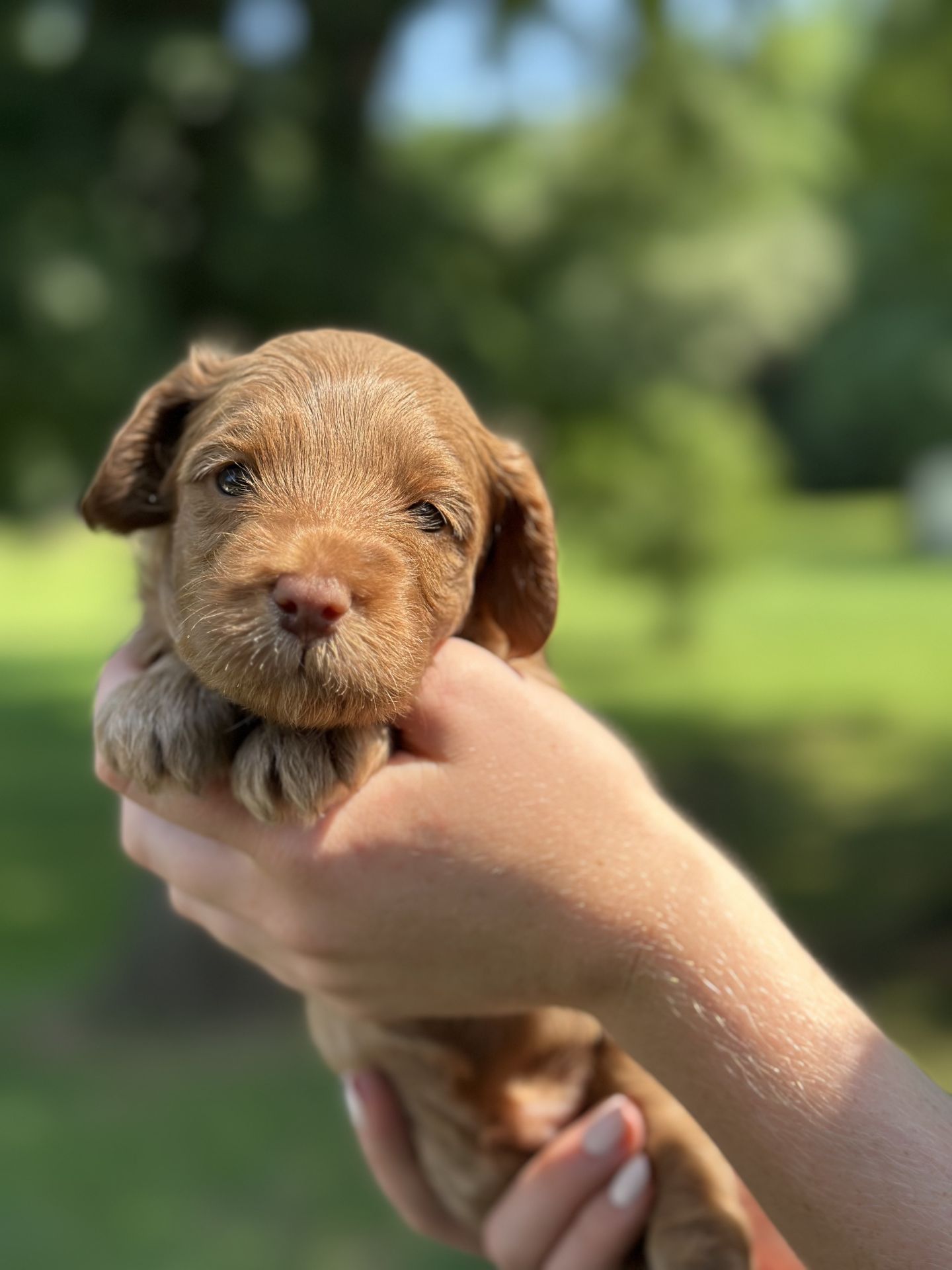 Stella's MALE MINI GOLDENDOODLE KASH