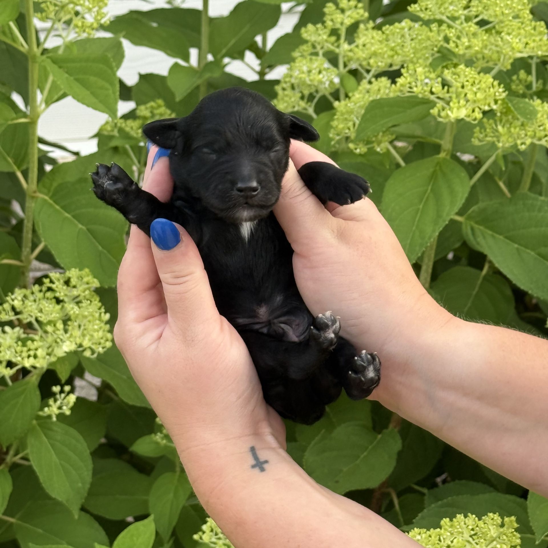 Zena’s MALE mini goldendoodle CHIP
