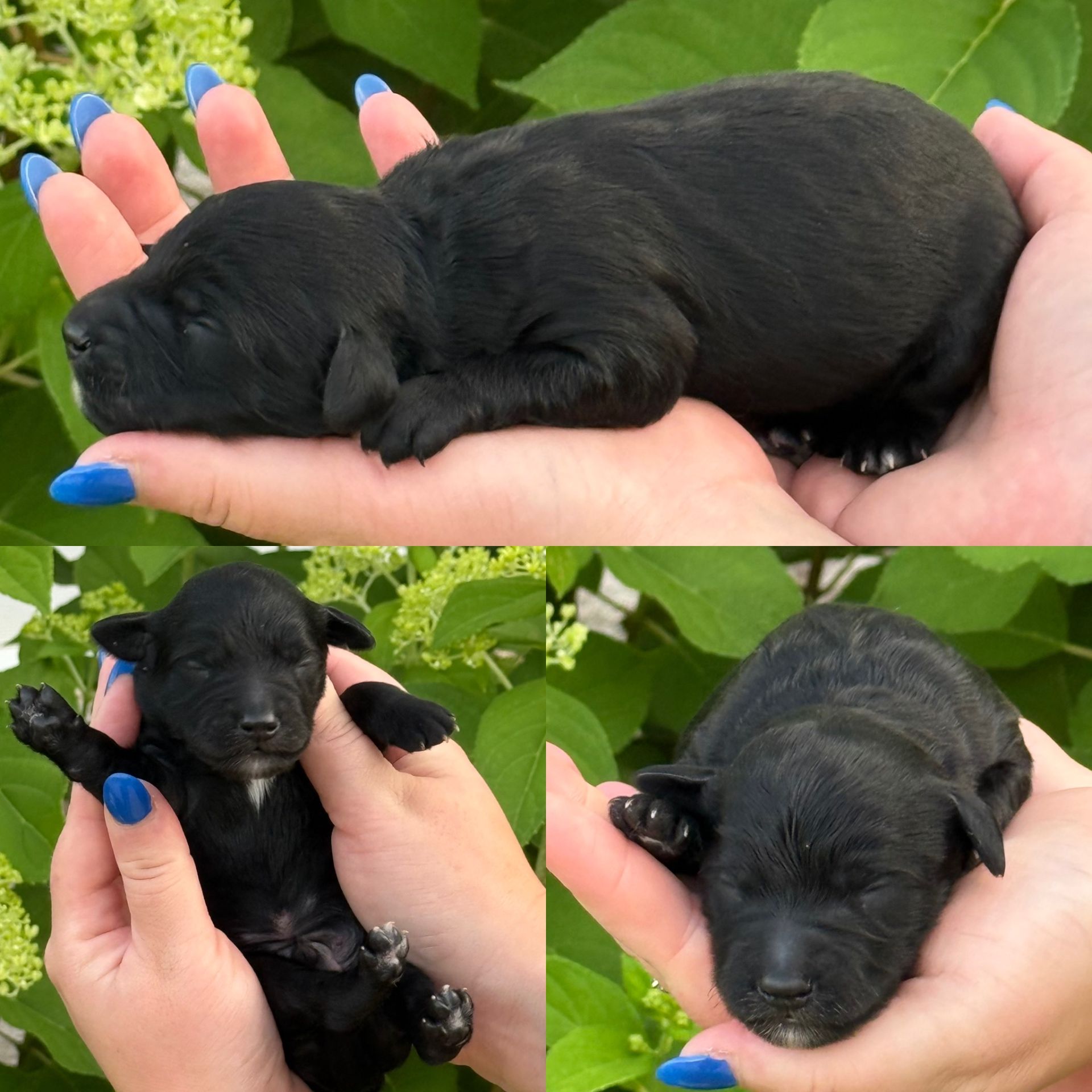 Zena’s MALE mini goldendoodle CHIP