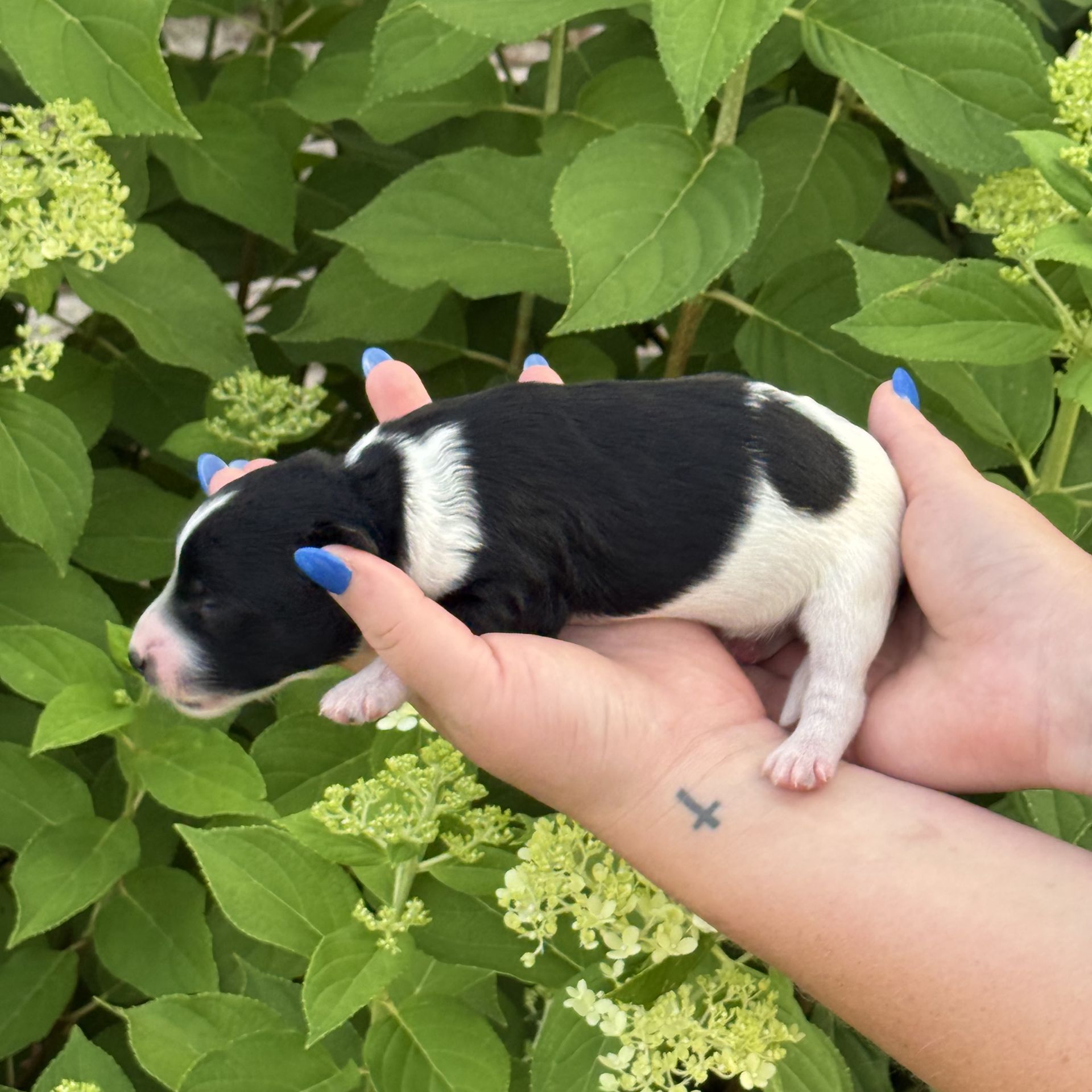 Zena’s FEMALE mini goldendoodle COOKIES & CREAM