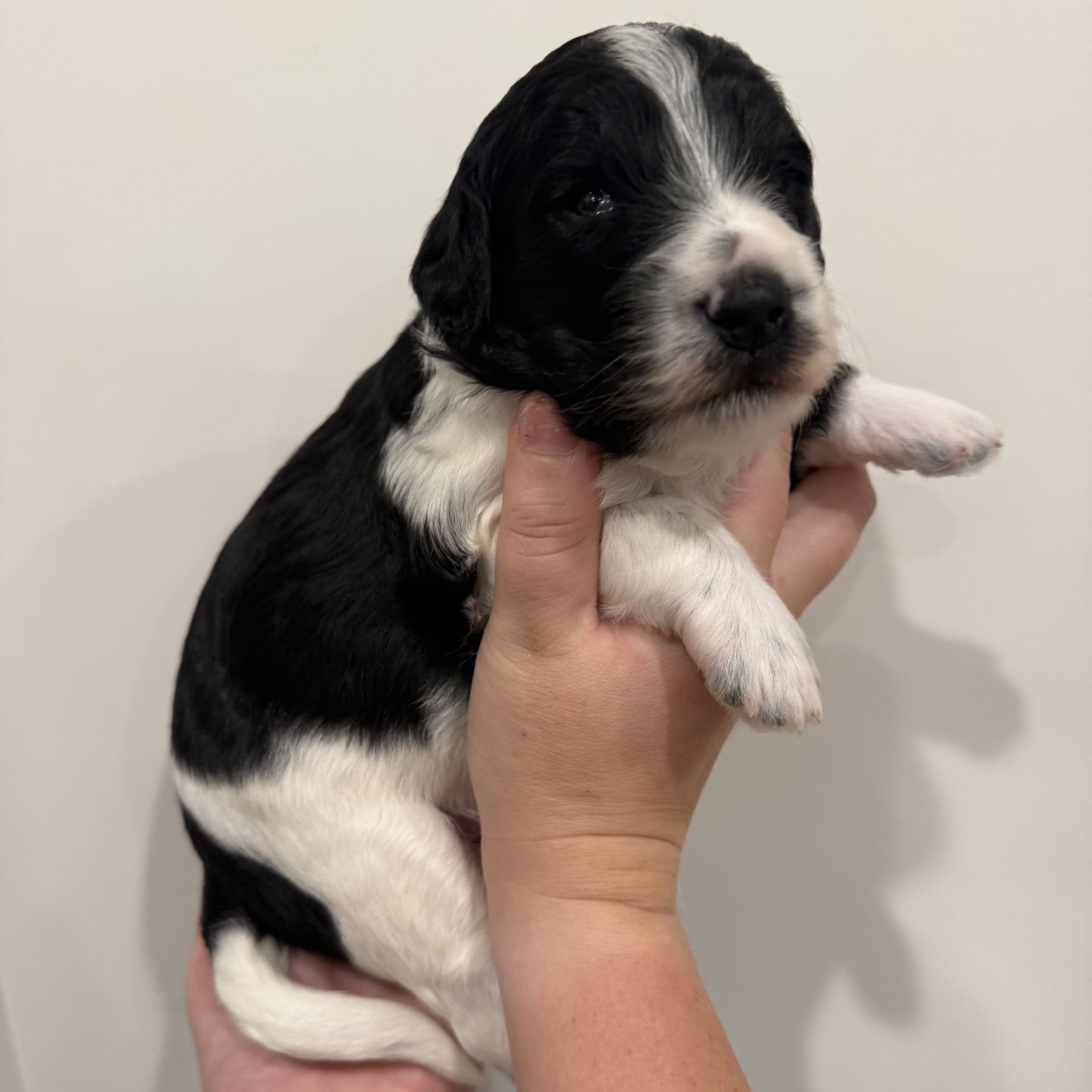 Zena’s FEMALE mini goldendoodle COOKIES & CREAM