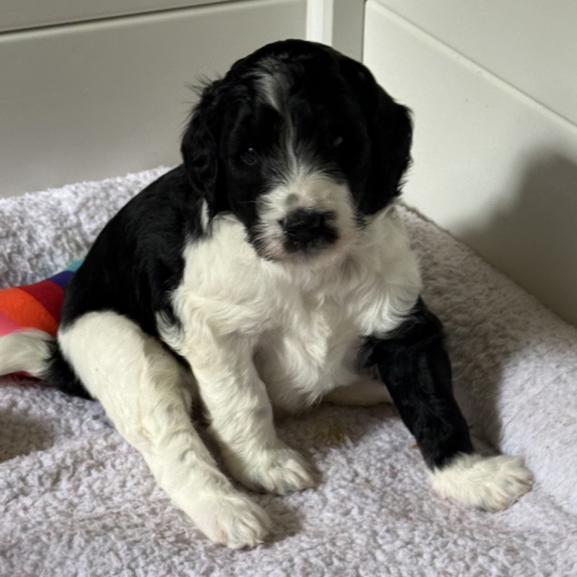 Zena’s FEMALE mini goldendoodle COOKIES & CREAM