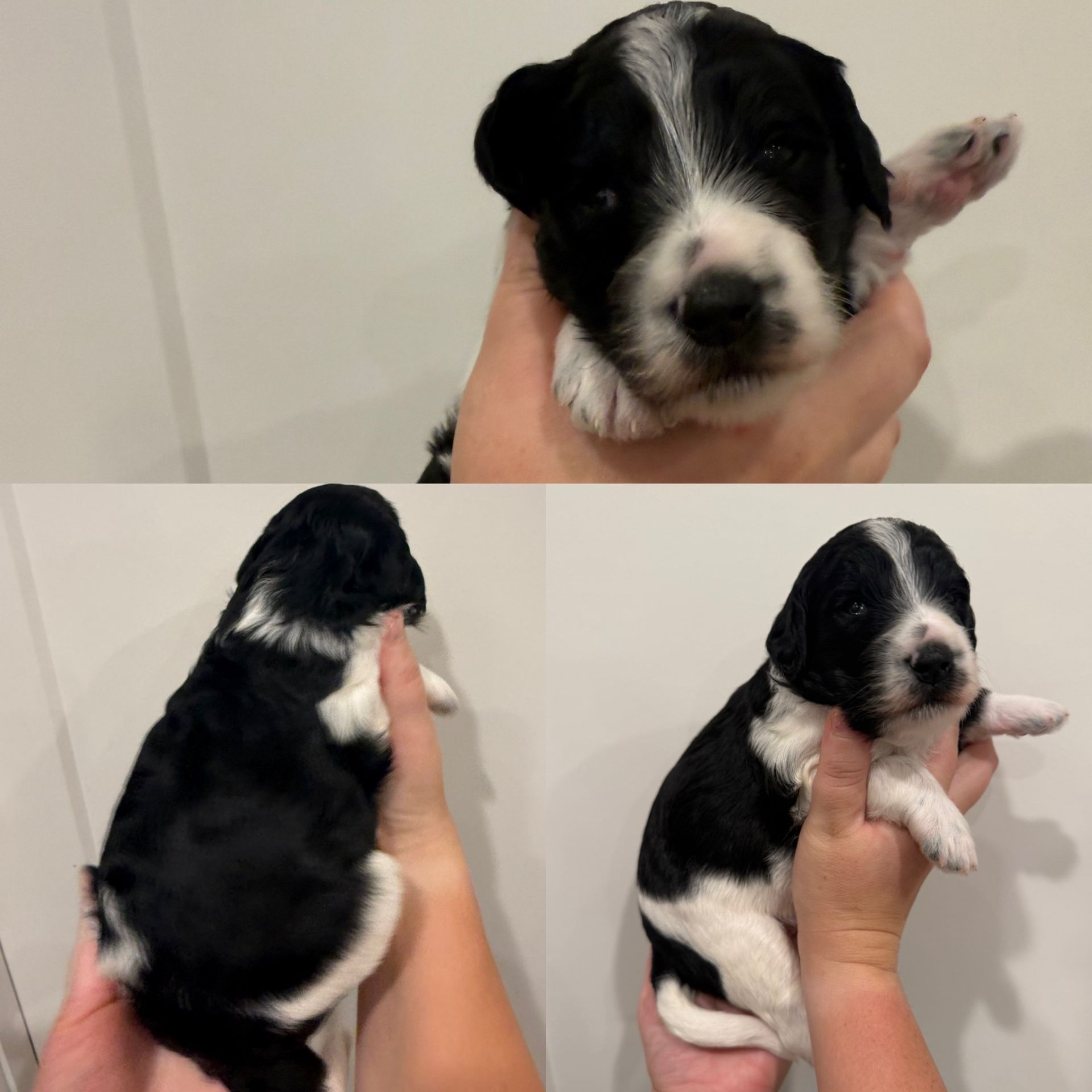 Zena’s FEMALE mini goldendoodle COOKIES & CREAM photo