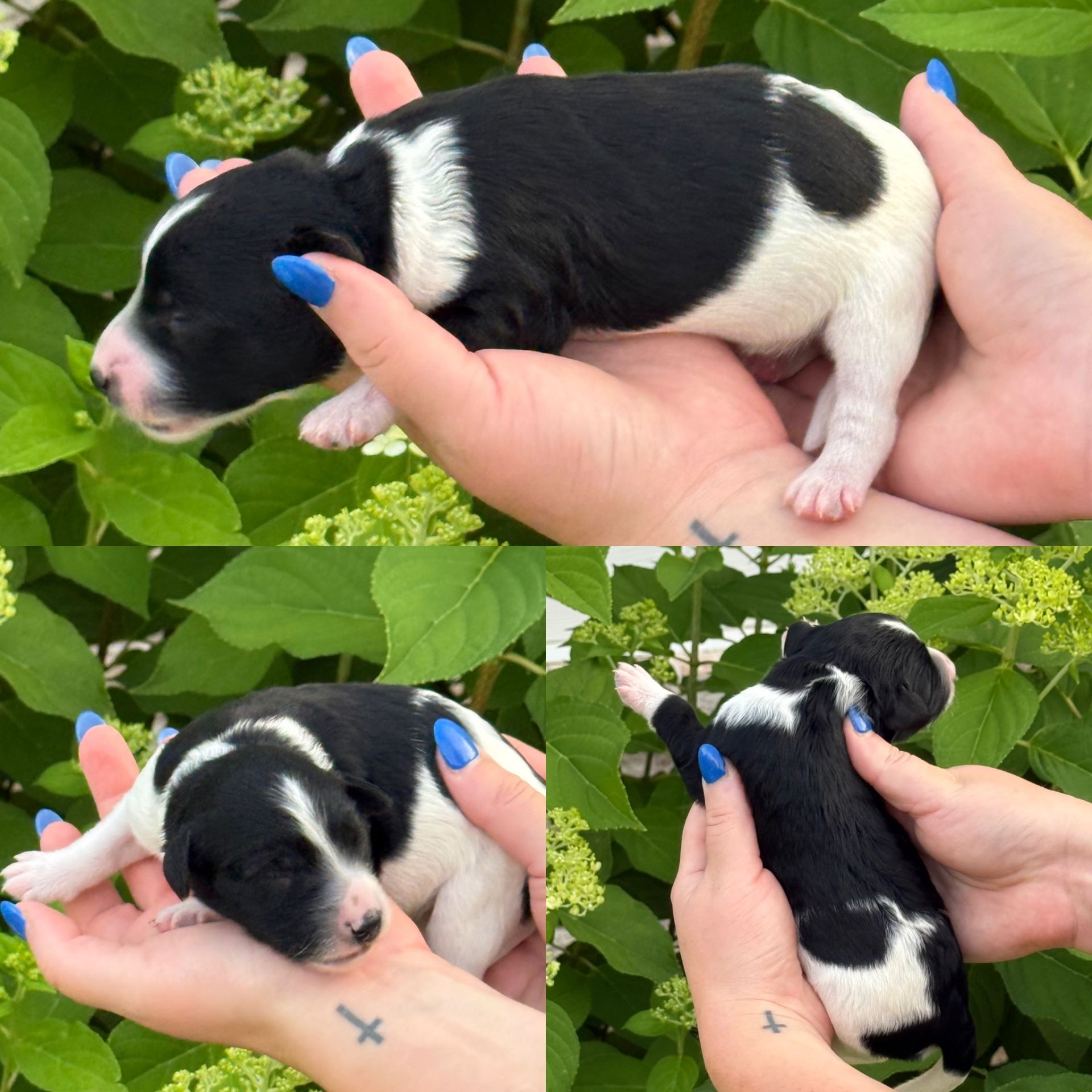 Zena’s FEMALE mini goldendoodle COOKIES & CREAM
