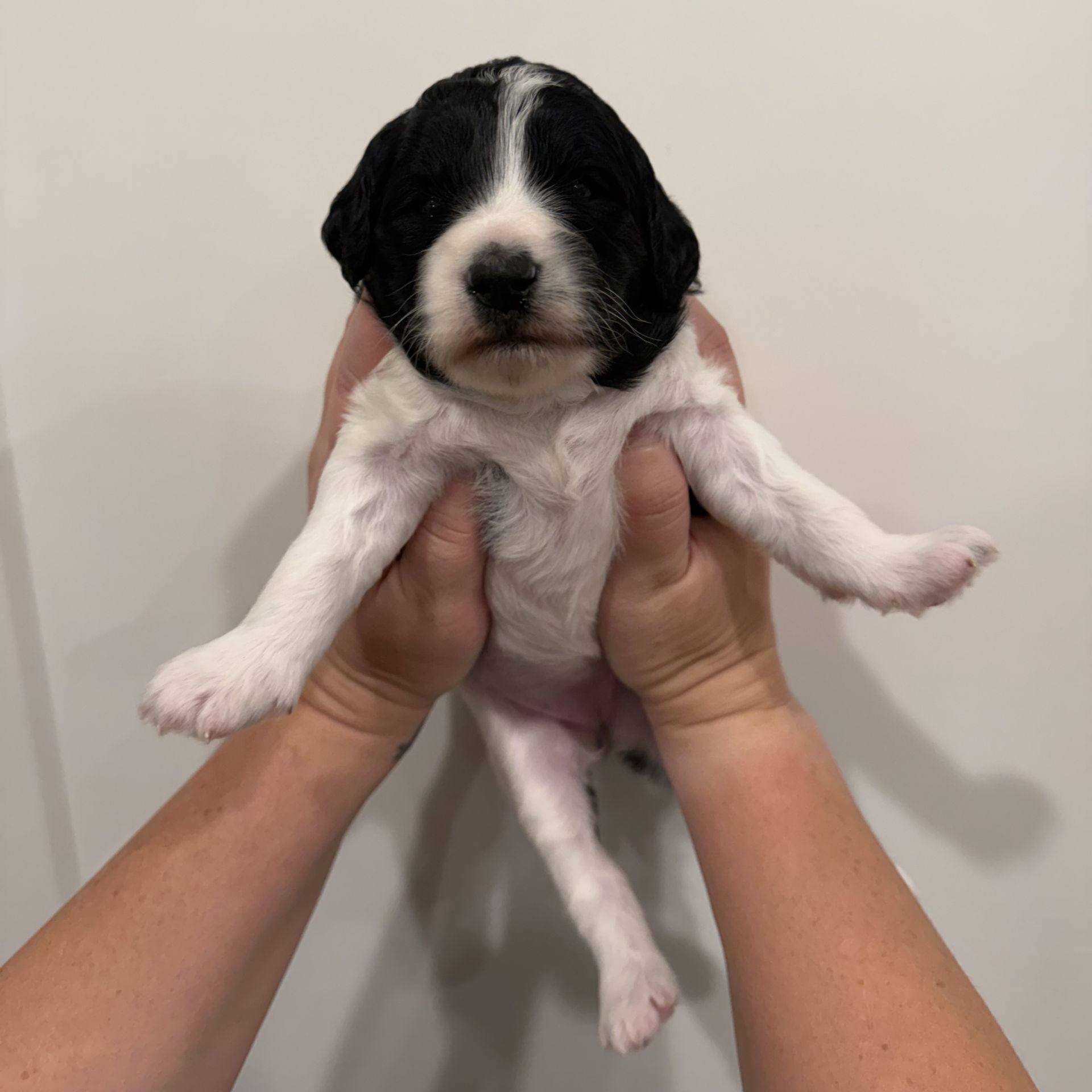 Zena’s FEMALE mini goldendoodle OREO