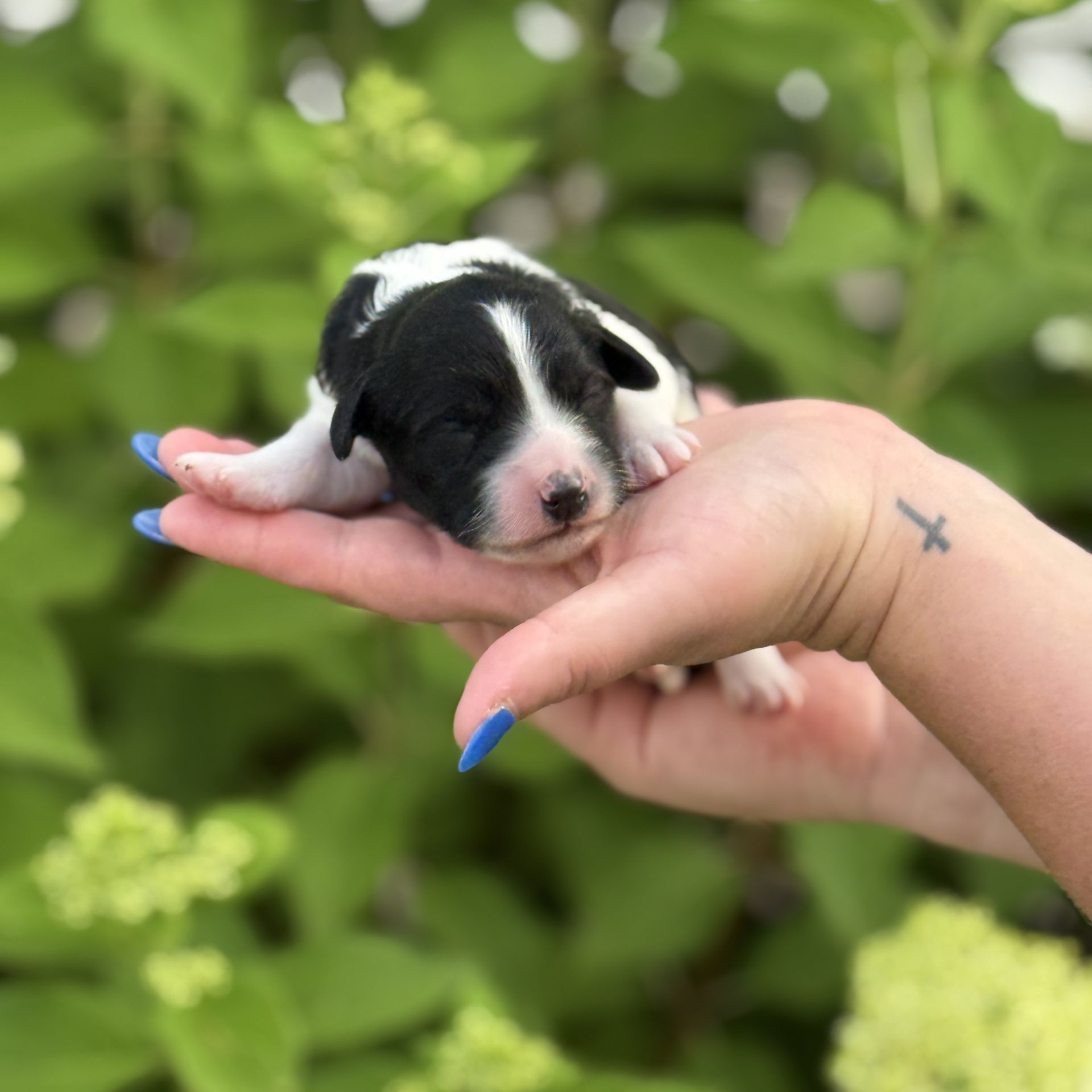 Zena’s FEMALE mini goldendoodle OREO