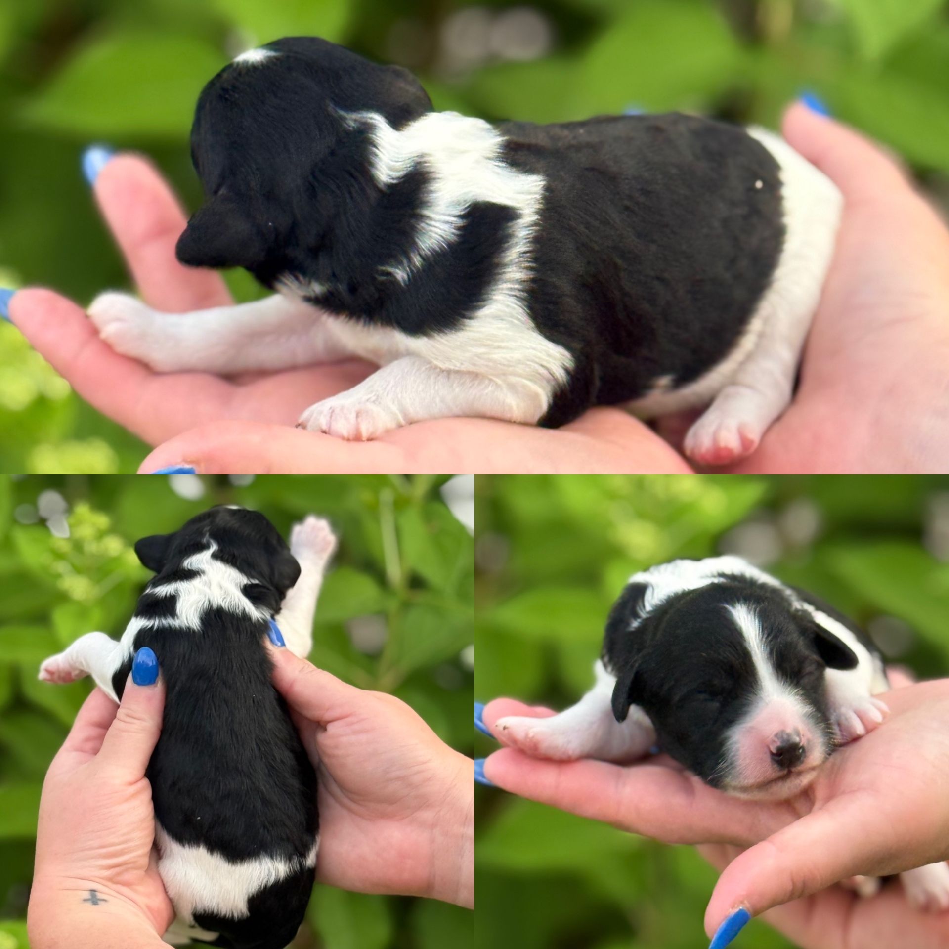Zena’s FEMALE mini goldendoodle OREO