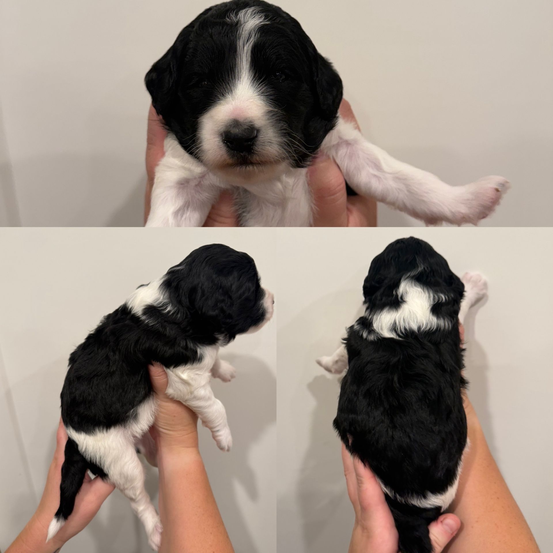 Zena’s FEMALE mini goldendoodle OREO