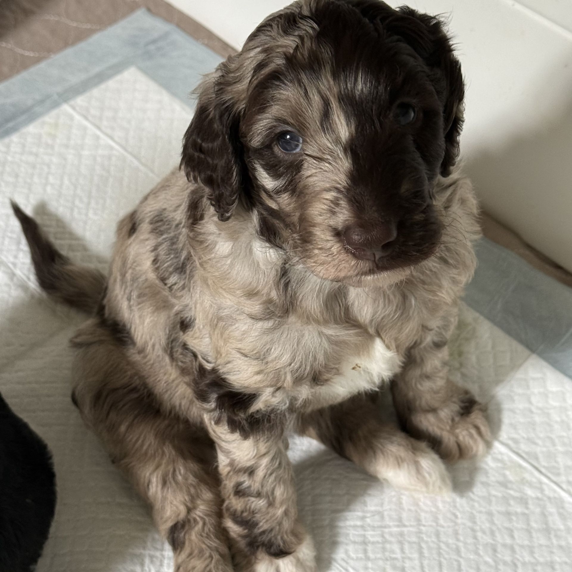Zena’s FEMALE mini goldendoodle SNICKERDOODLE