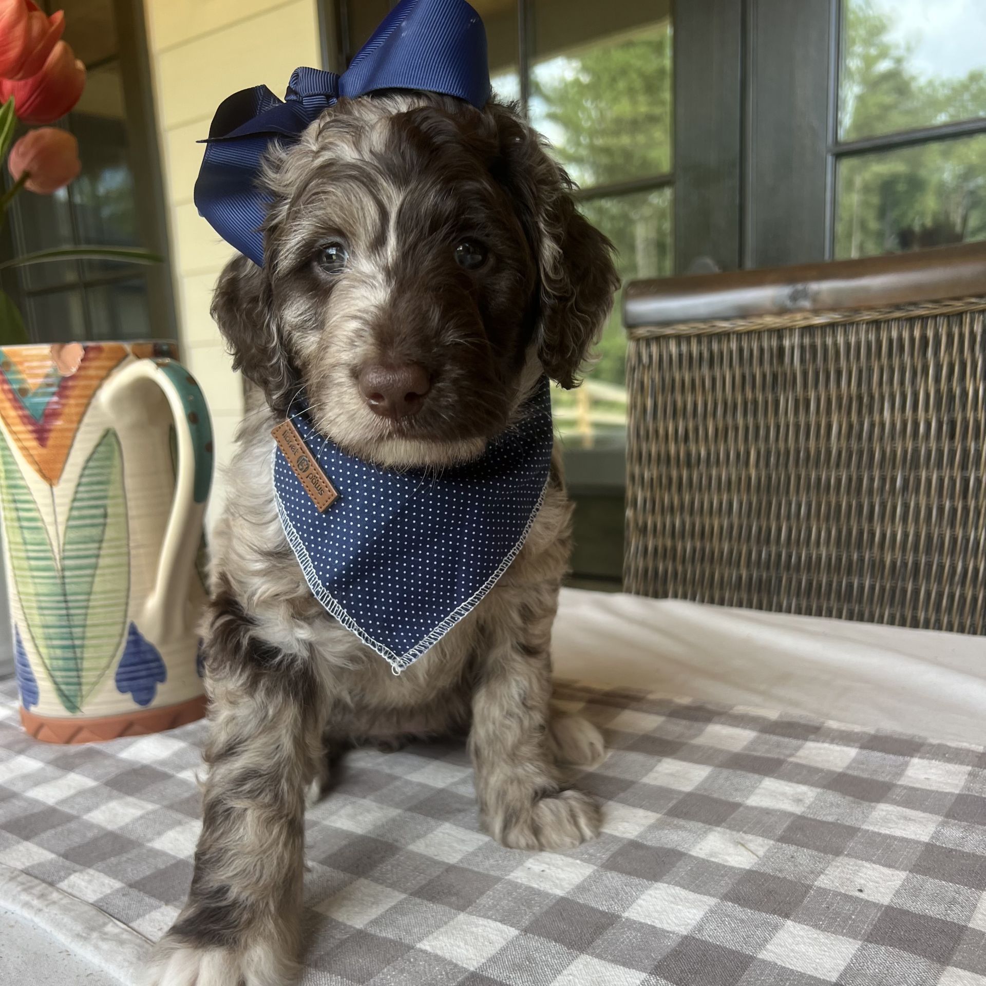 Zena’s FEMALE mini goldendoodle SNICKERDOODLE