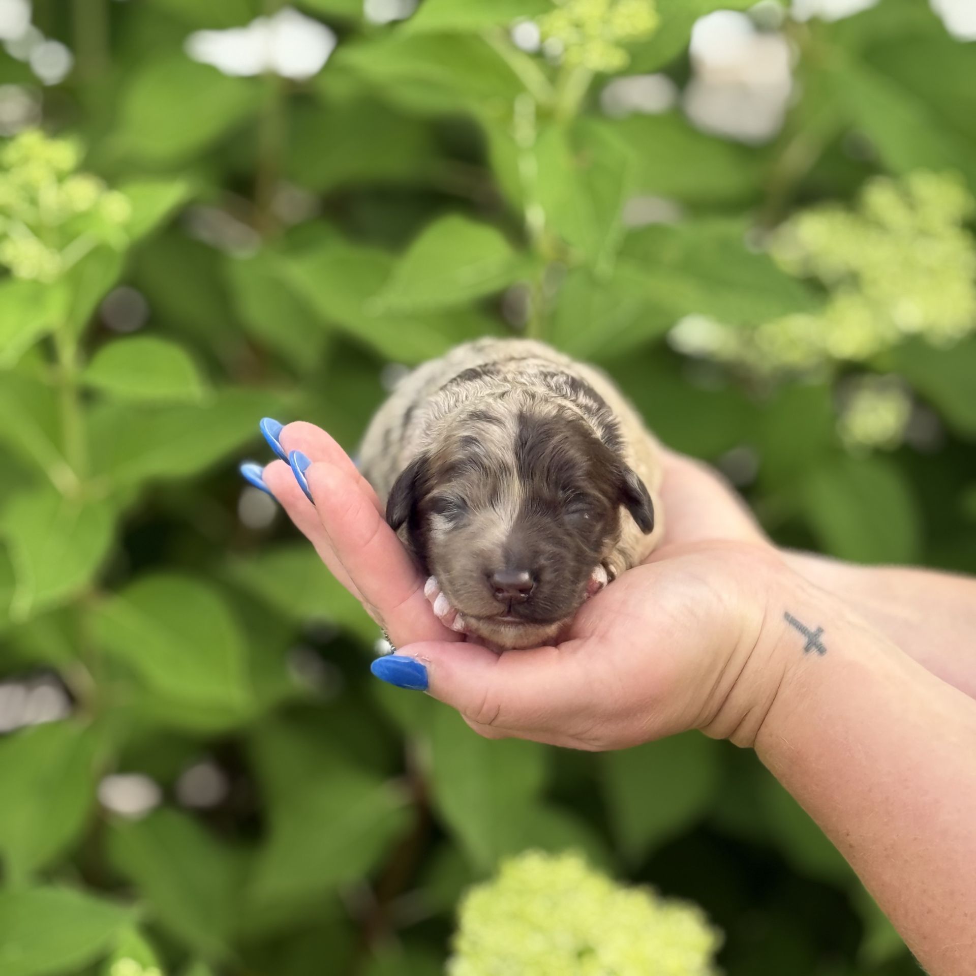 Zena’s FEMALE mini goldendoodle SNICKERDOODLE