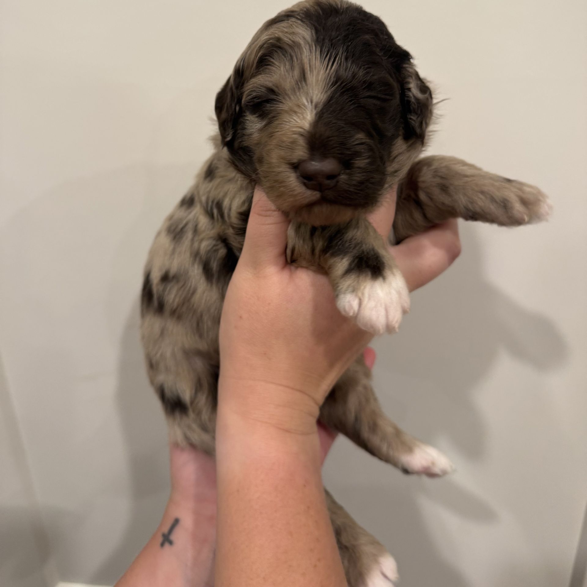 Zena’s FEMALE mini goldendoodle SNICKERDOODLE