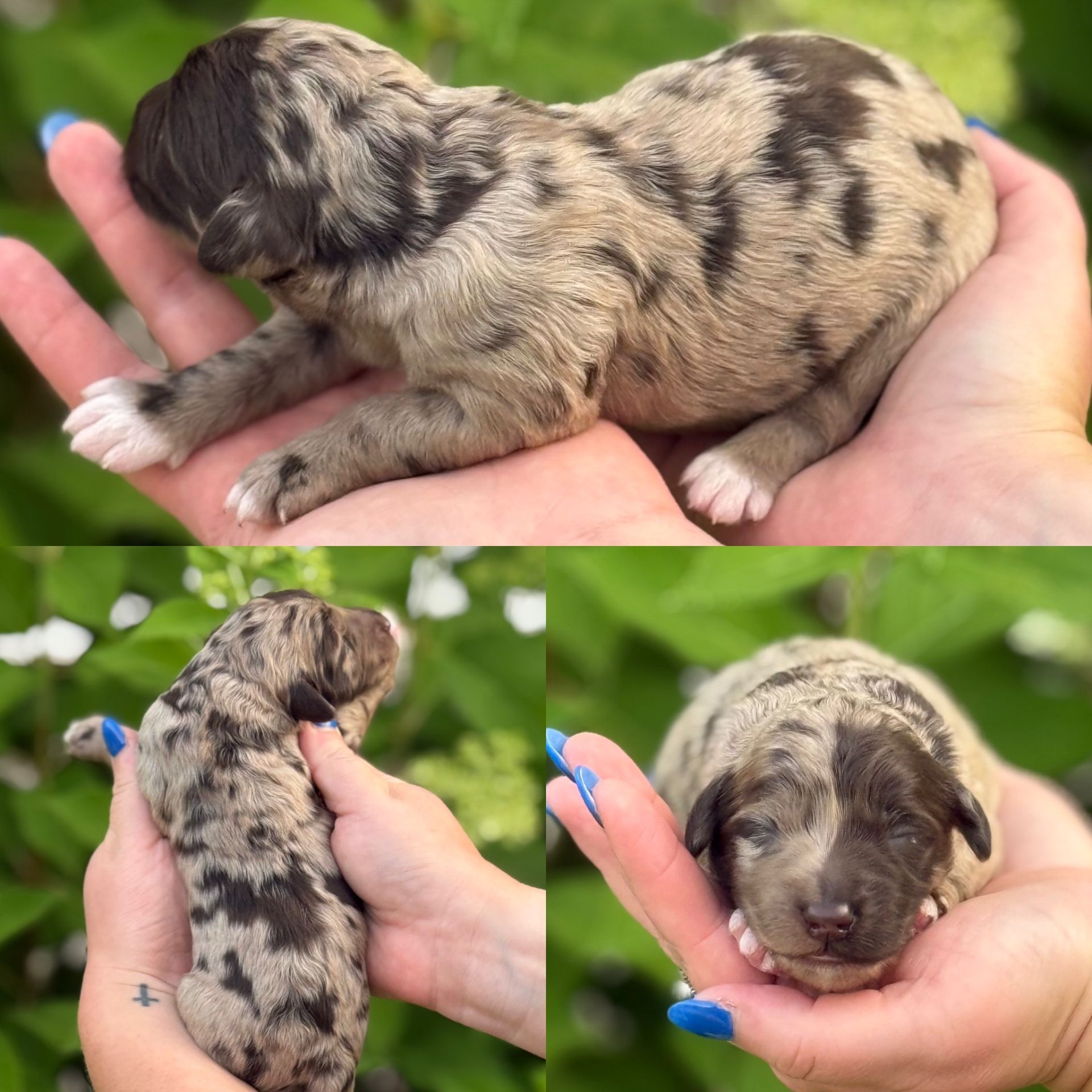 Zena’s FEMALE mini goldendoodle SNICKERDOODLE