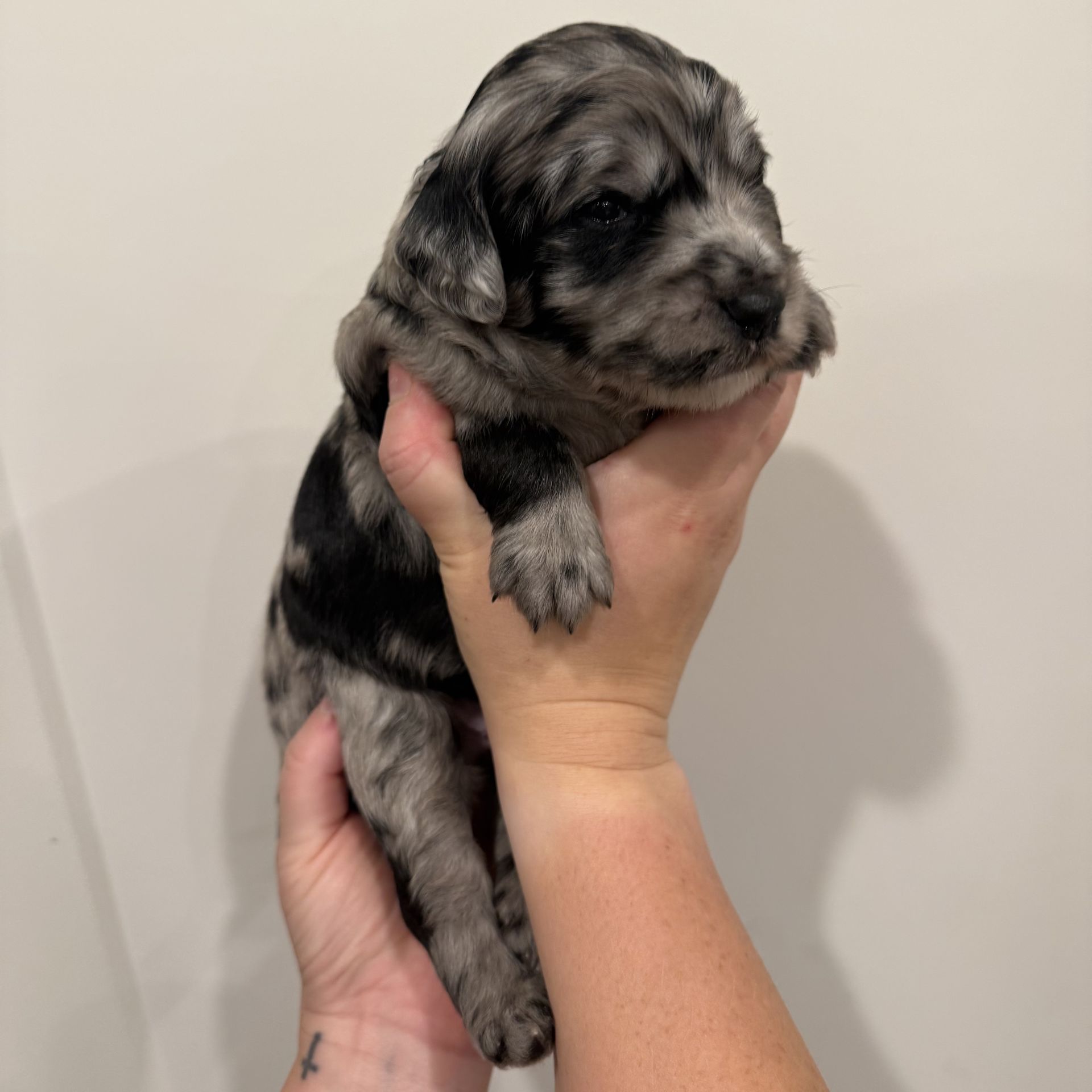 Zena’s MALE mini goldendoodle MOOSE TRACKS