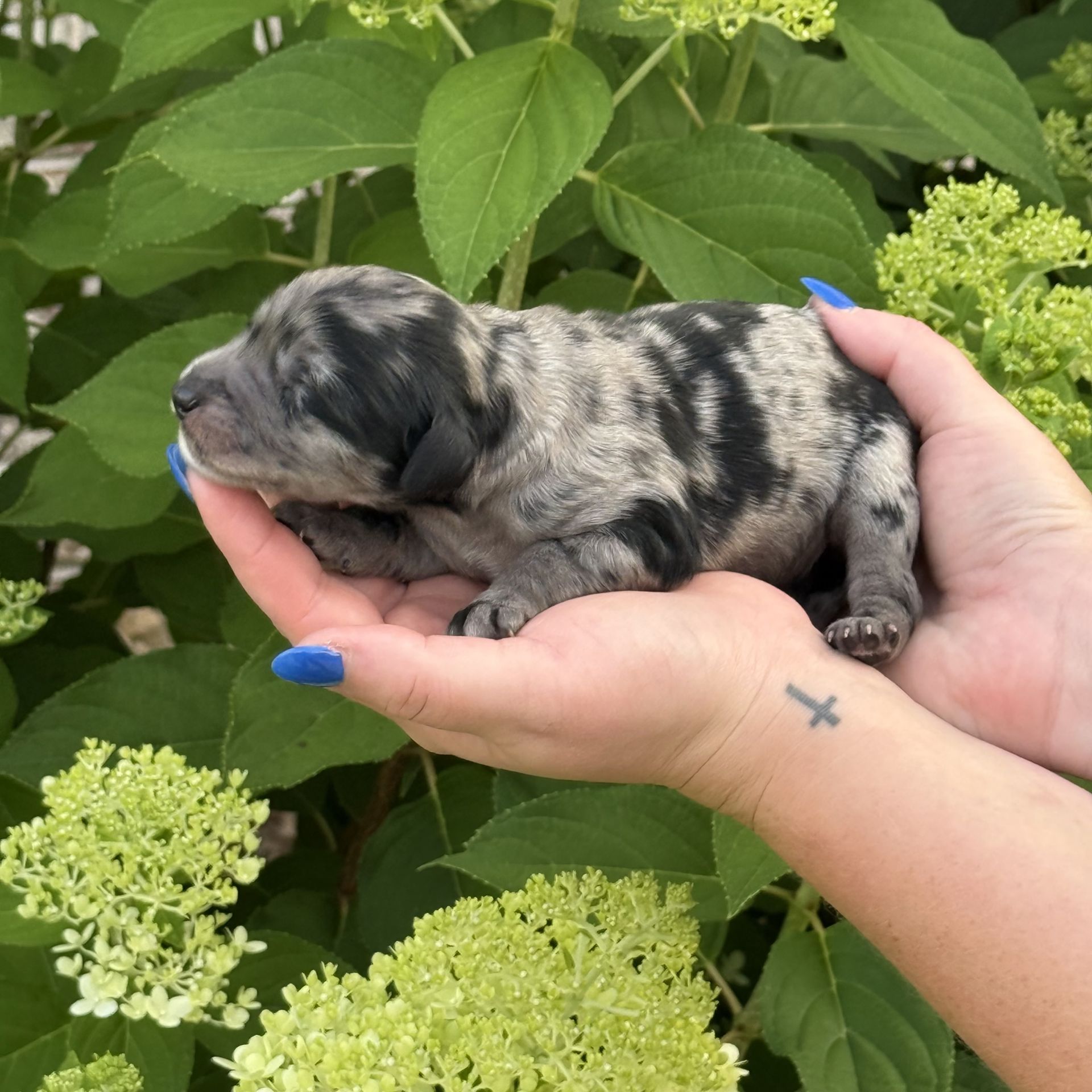 Zena’s MALE mini goldendoodle MOOSE TRACKS