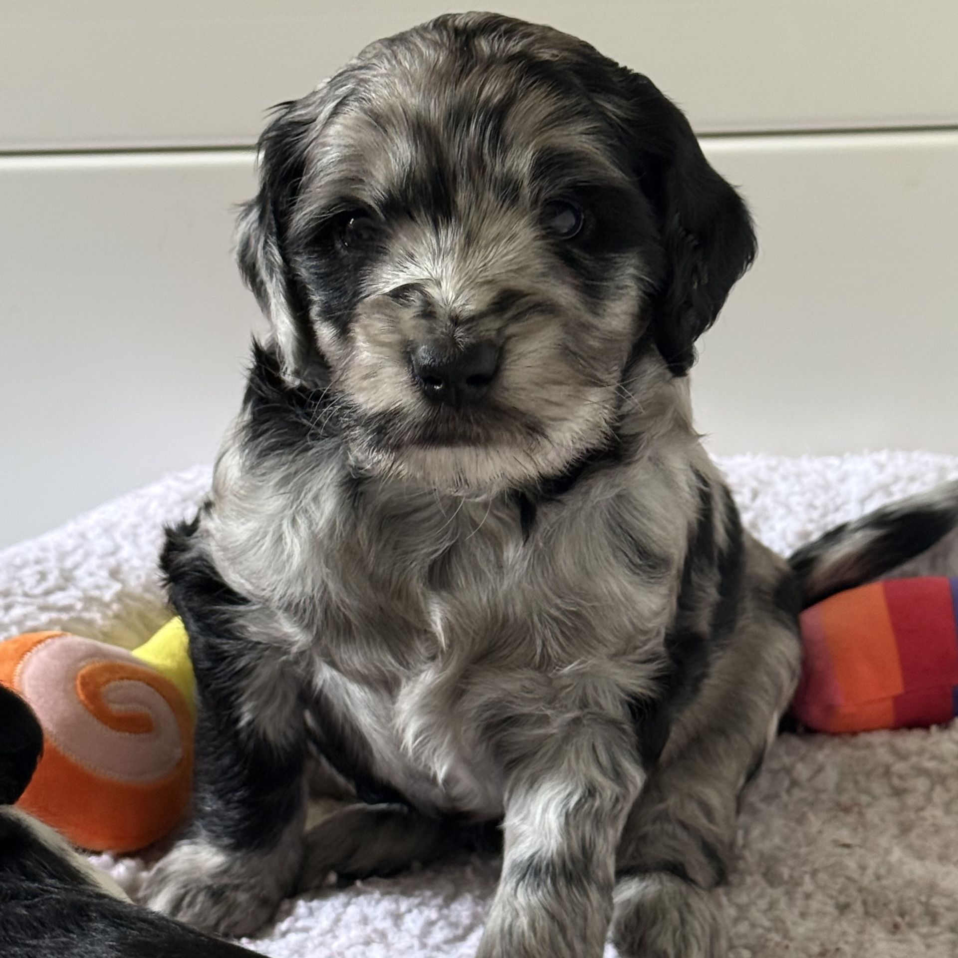 Zena’s MALE mini goldendoodle MOOSE TRACKS