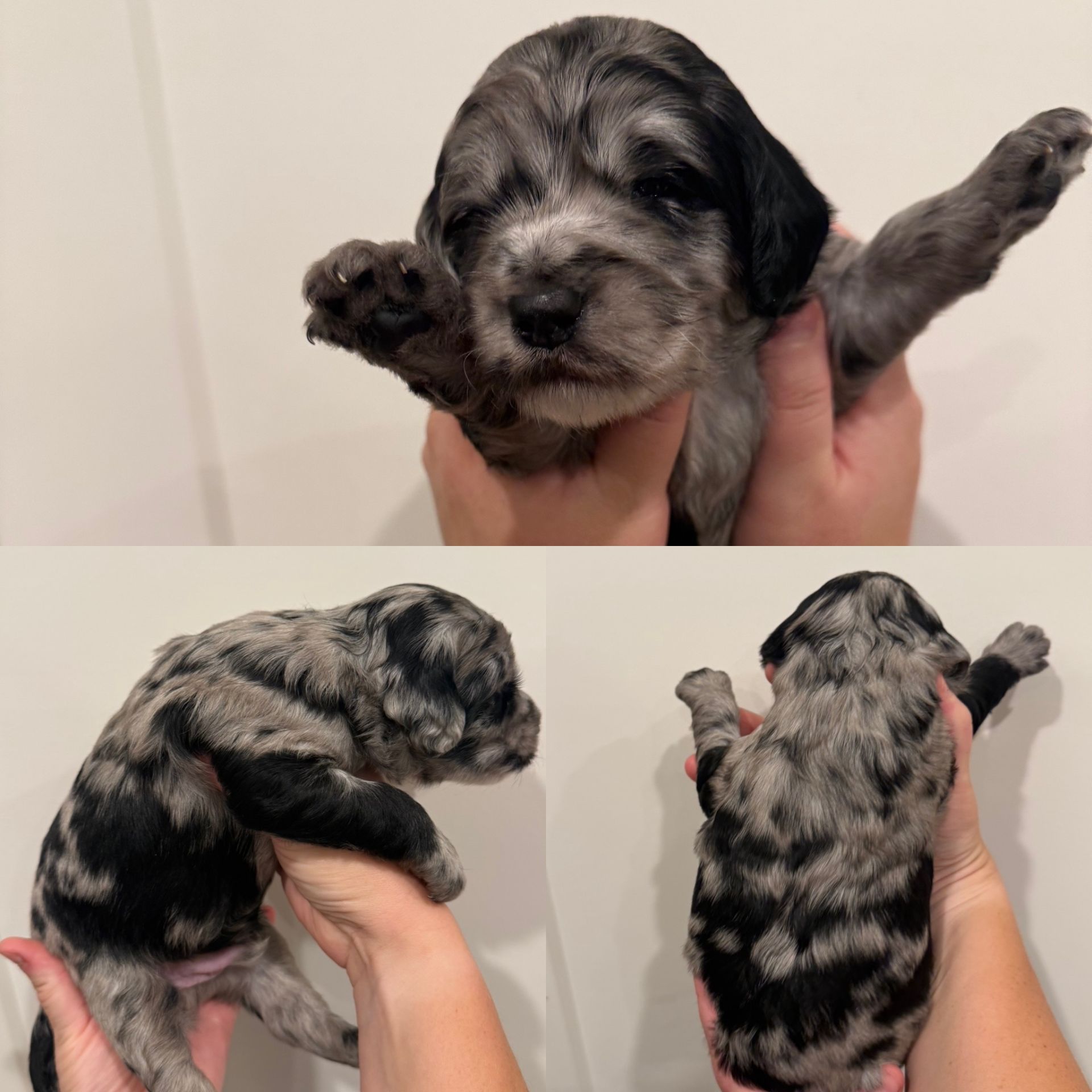 Zena’s MALE mini goldendoodle MOOSE TRACKS photo