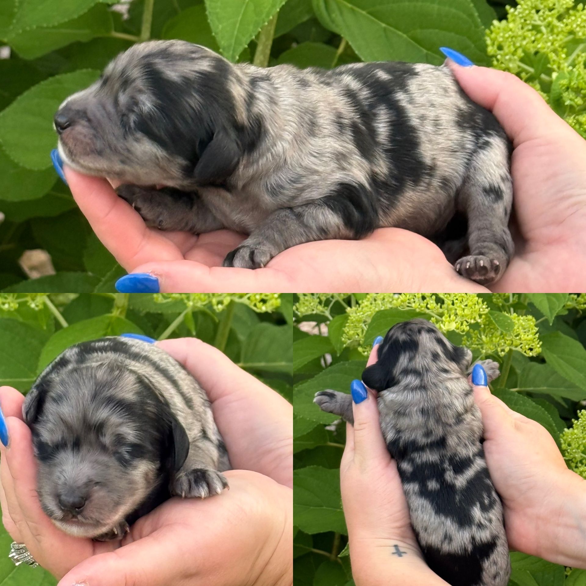 Zena’s MALE mini goldendoodle MOOSE TRACKS