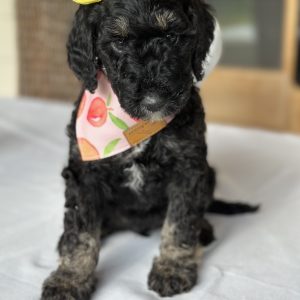 FEMALE MINI GOLDENDOODLE PUPPIES (GO HOME MAY 24 2025)