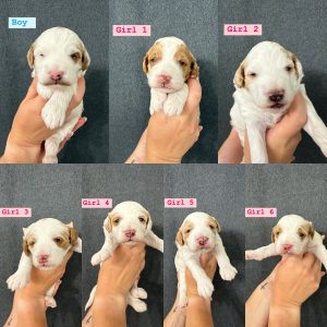 PARTI MINI GOLDENDOODLE PUPPIES (GO HOME JULY 5 2025)
