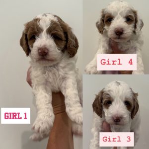 PARTI MINI GOLDENDOODLE FEMALE PUPPIES (GO HOME JULY 5 2025)