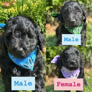 STANDARD GOLDENDOODLE PUPPIES (GO HOME JUNE 2, 2025)
