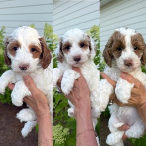 PARTI MINI GOLDENDOODLE FEMALE PUPPIES (GO HOME JULY 5 2025)