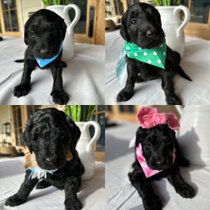STANDARD GOLDENDOODLE PUPPIES (GO HOME JUNE 2, 2025)